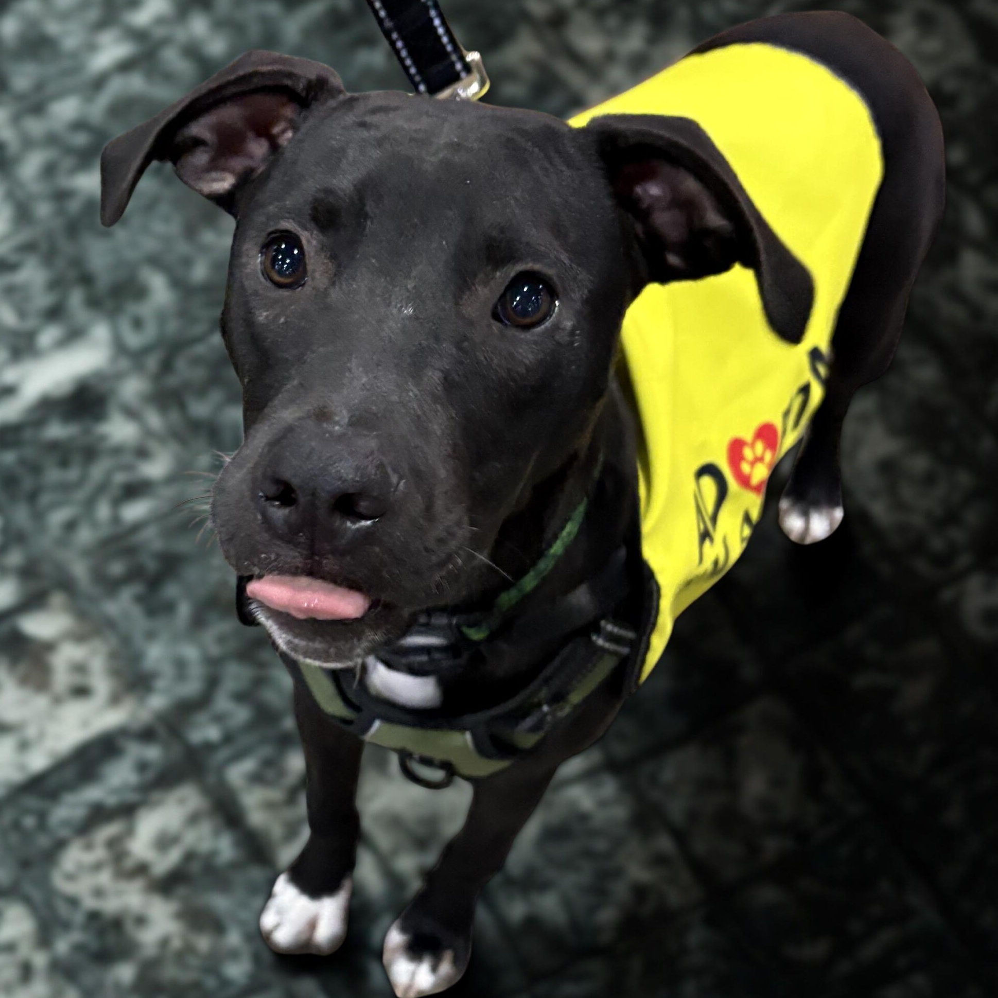 Zeedo — thumbnail 2