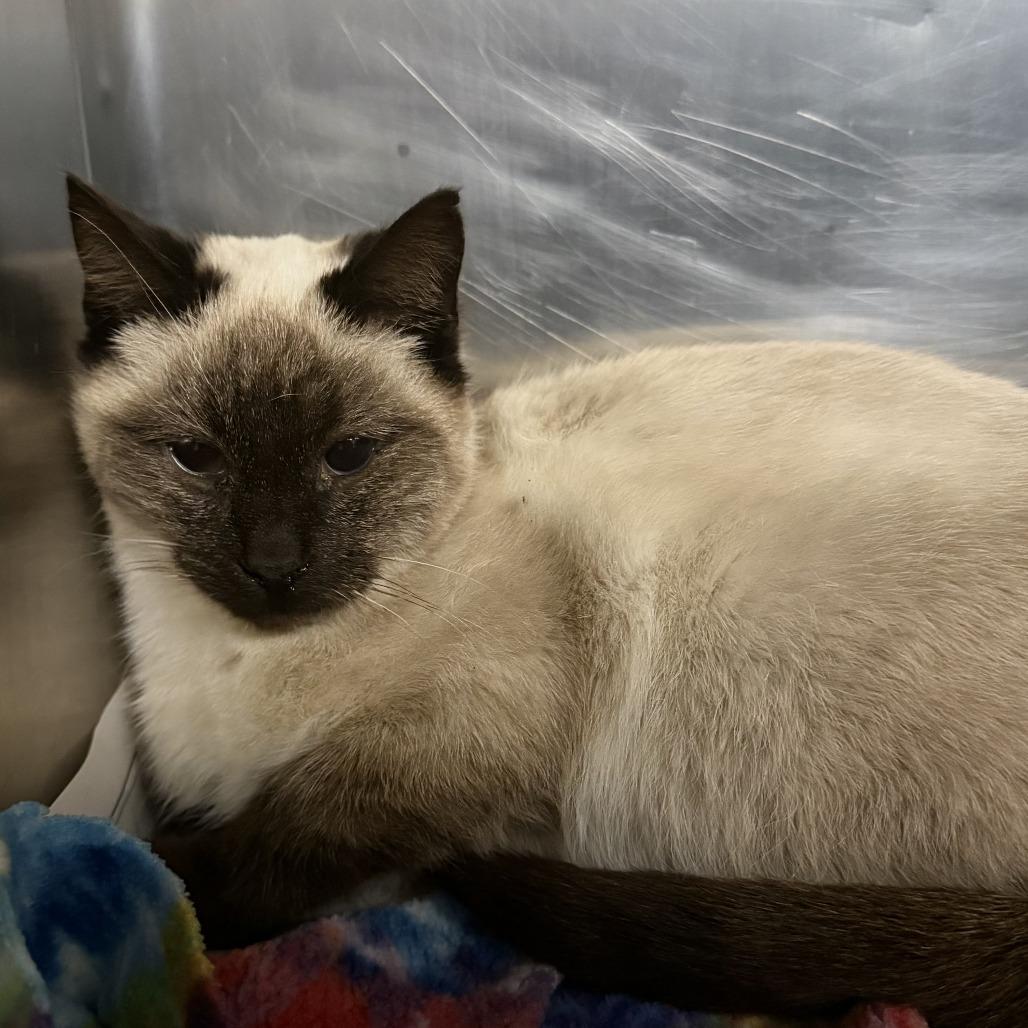 Simon, Adoptable, Young Male Siamese.