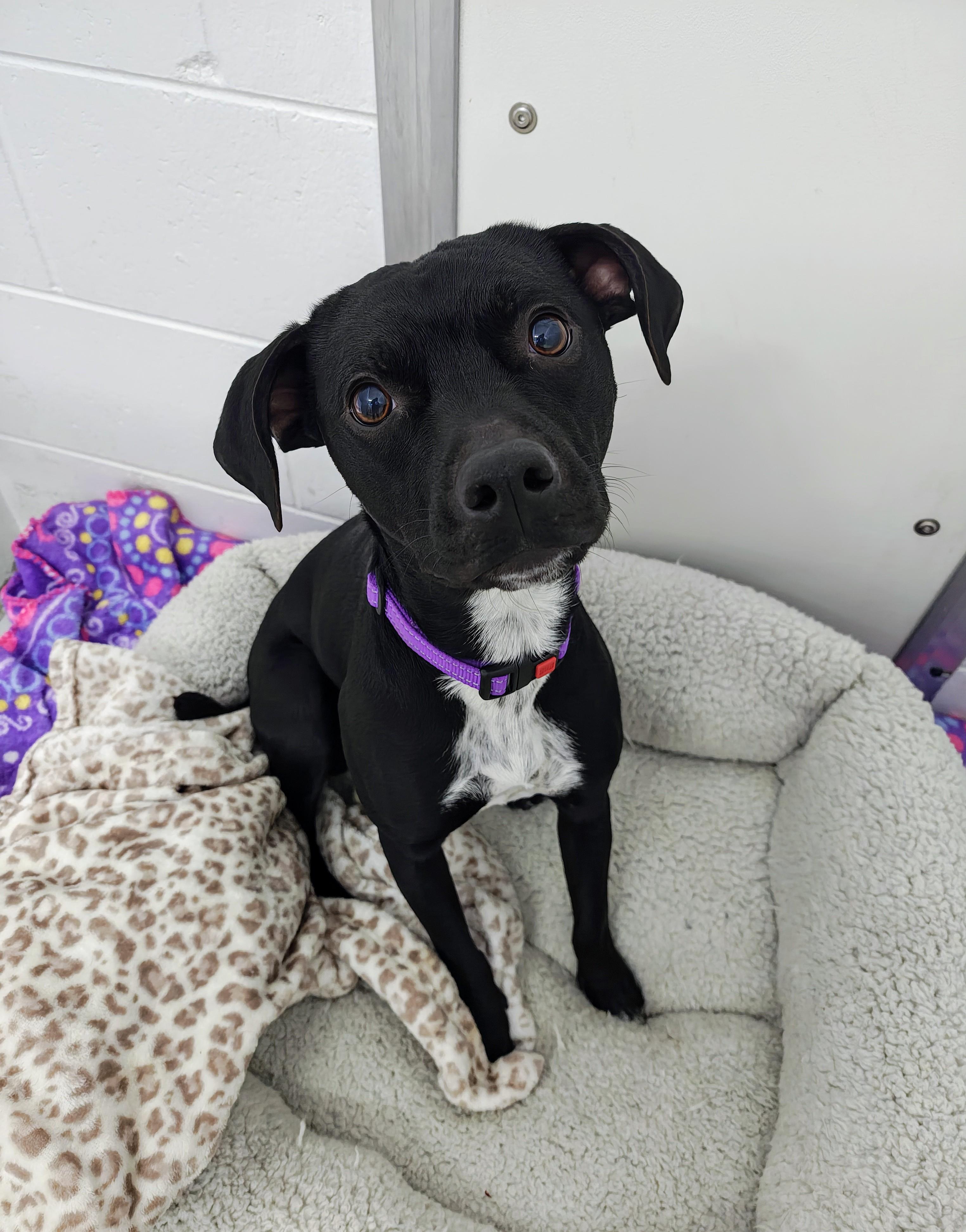Lyla, an adopted Mixed Breed in Oconto, WI image 1/2