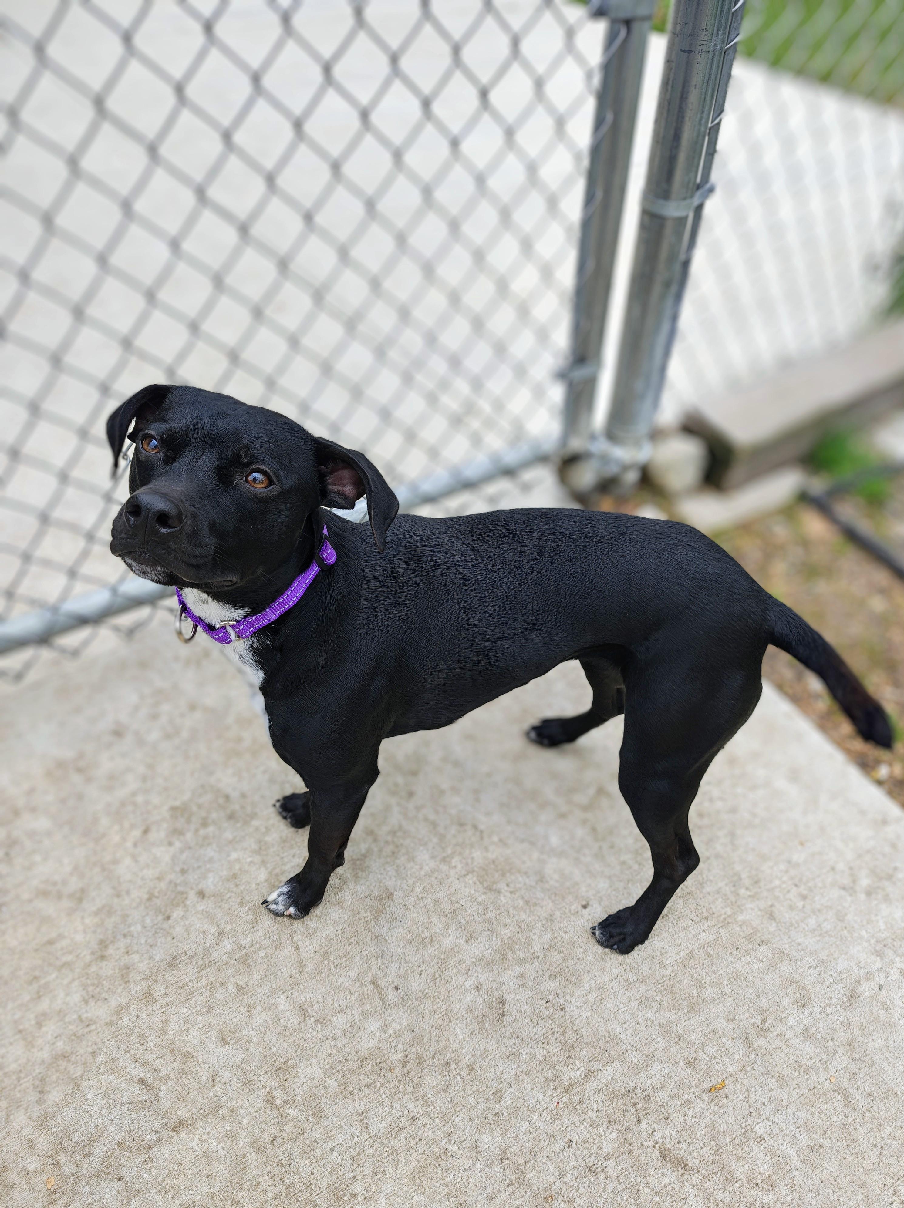Enlarge Lyla, a Adoptable Mixed Breed in Oconto, WI image 1/1