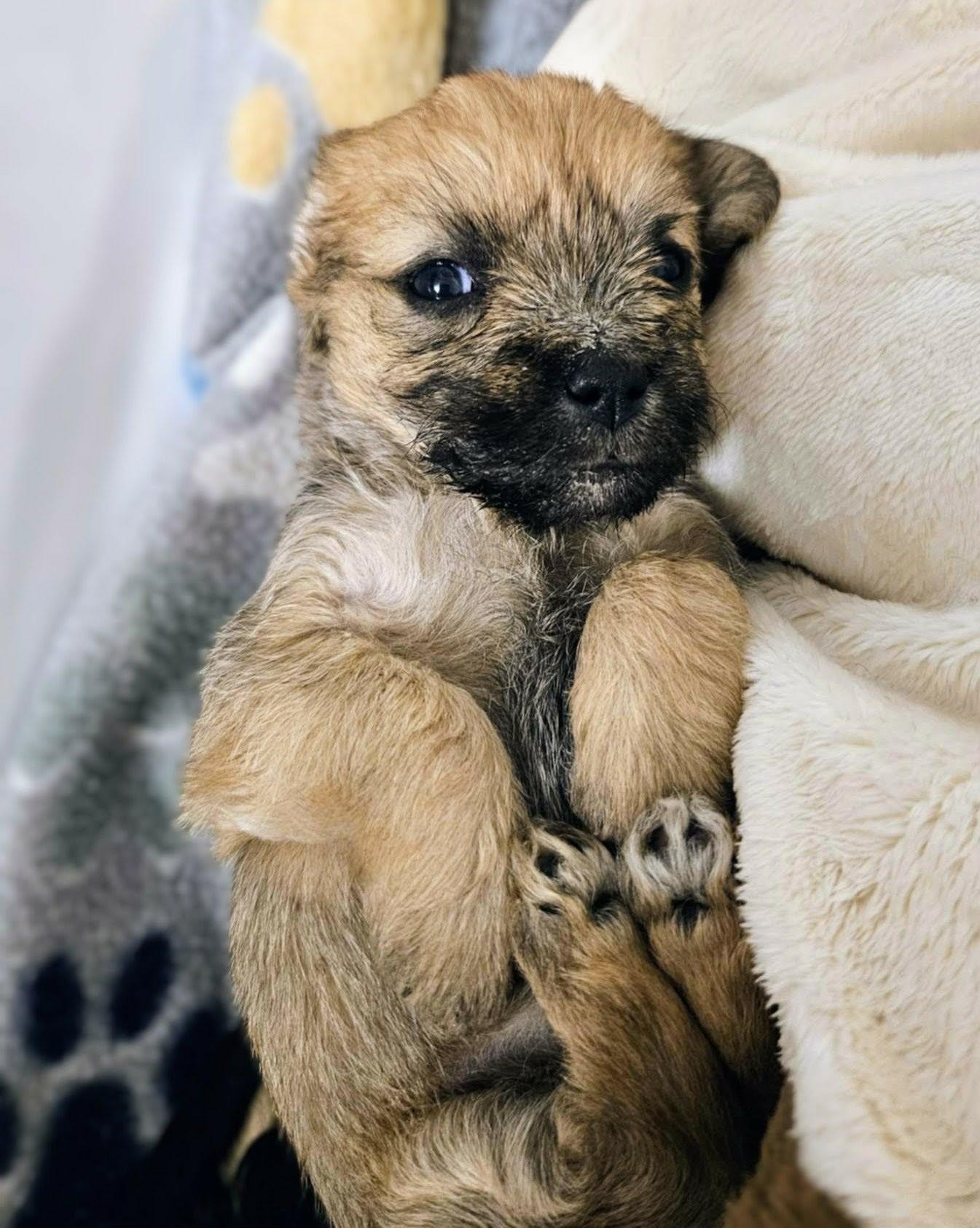 Doonie, a Adoptable mixed breed in Richmond, KY image 1/3