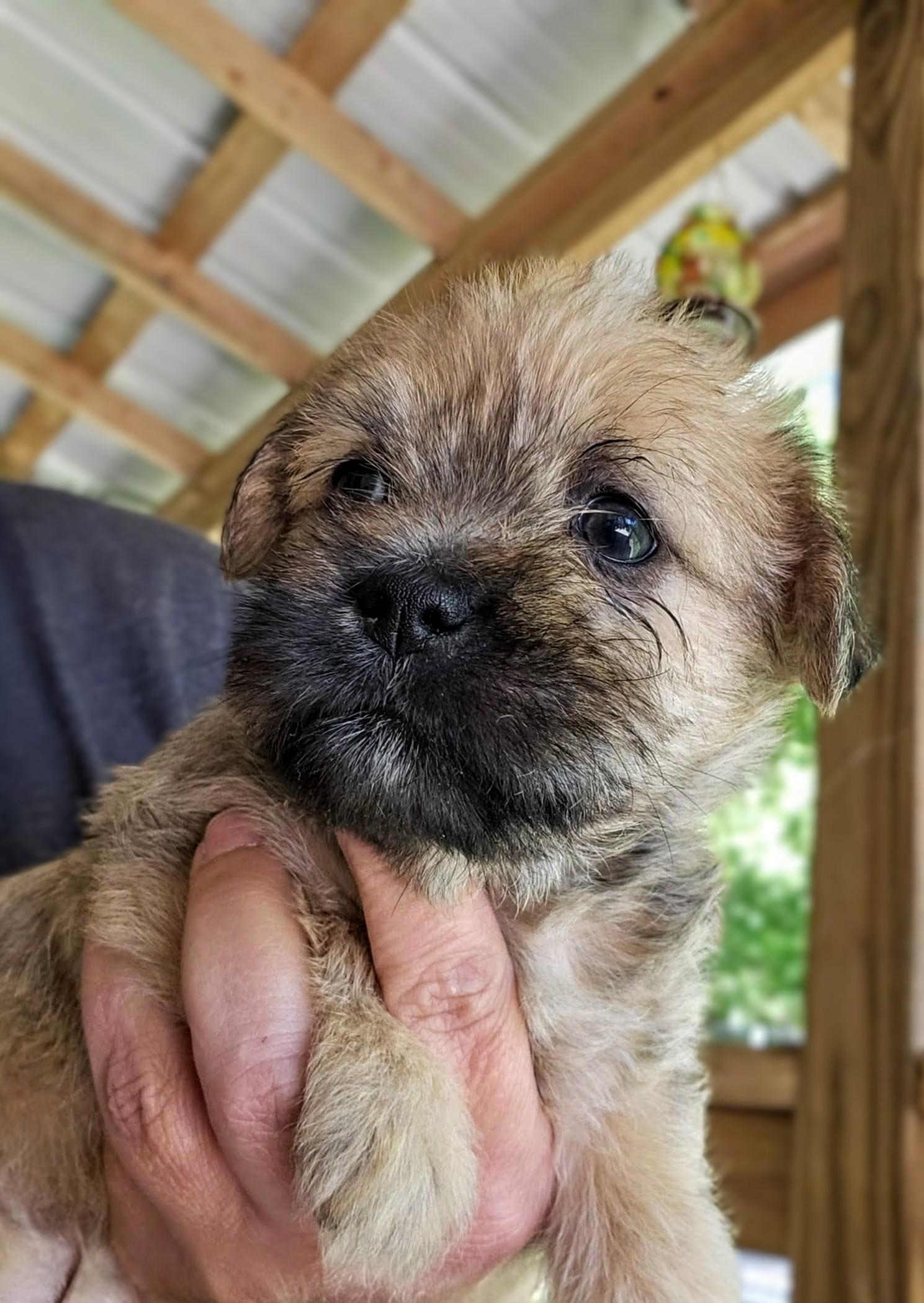 Doonie, a Adoptable mixed breed in Richmond, KY image 2/3