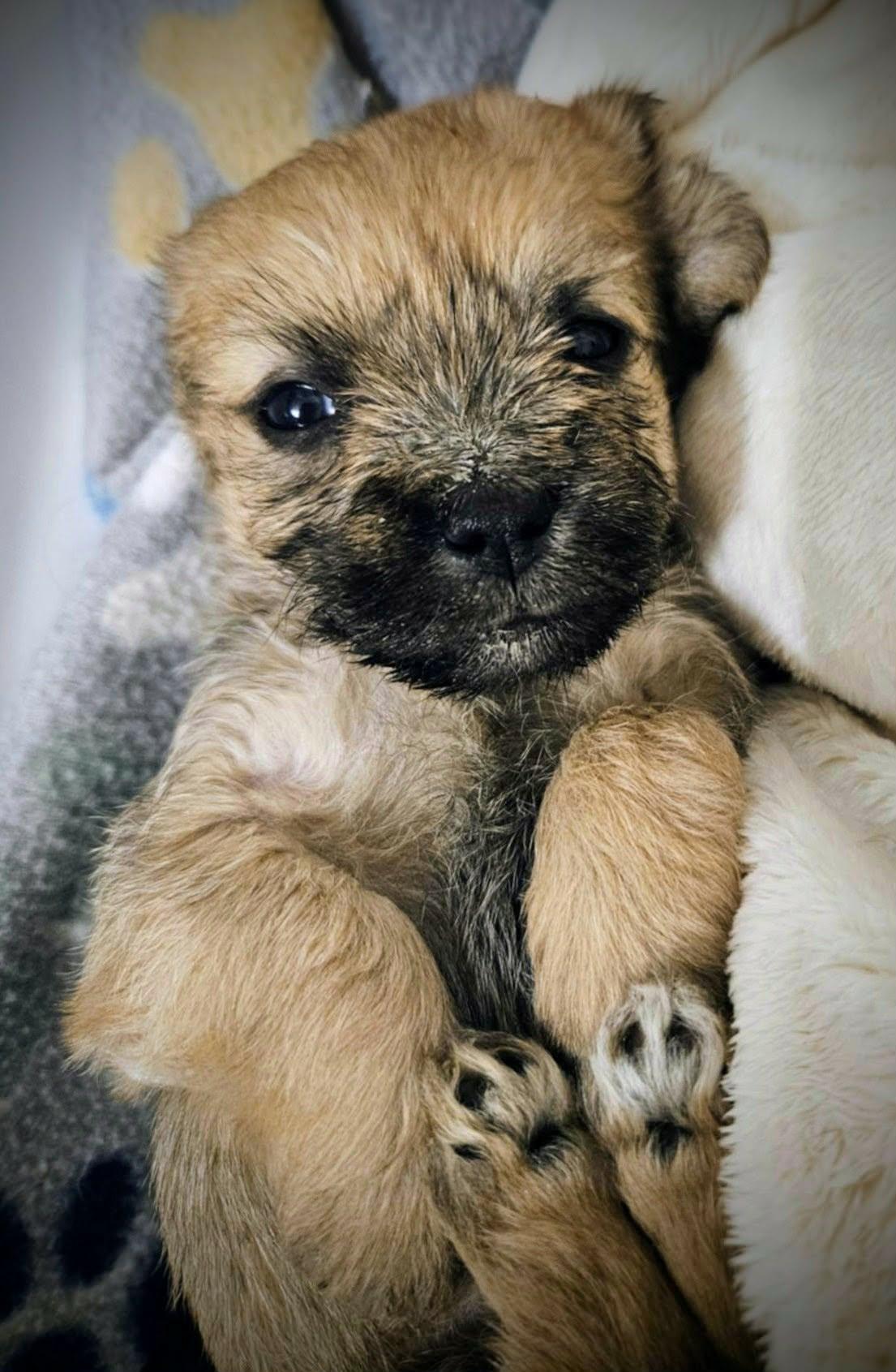 Doonie, a Adoptable mixed breed in Richmond, KY image 3/3