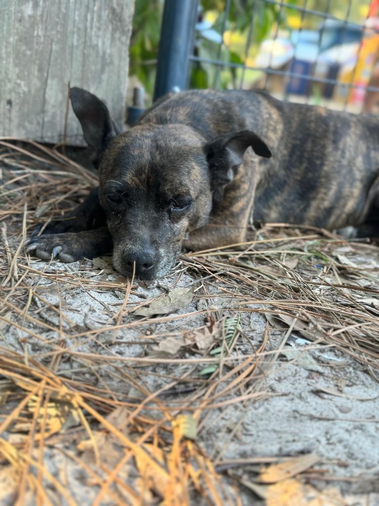 Luda, Adopted, Adult Female Terrier & Mixed Breed.