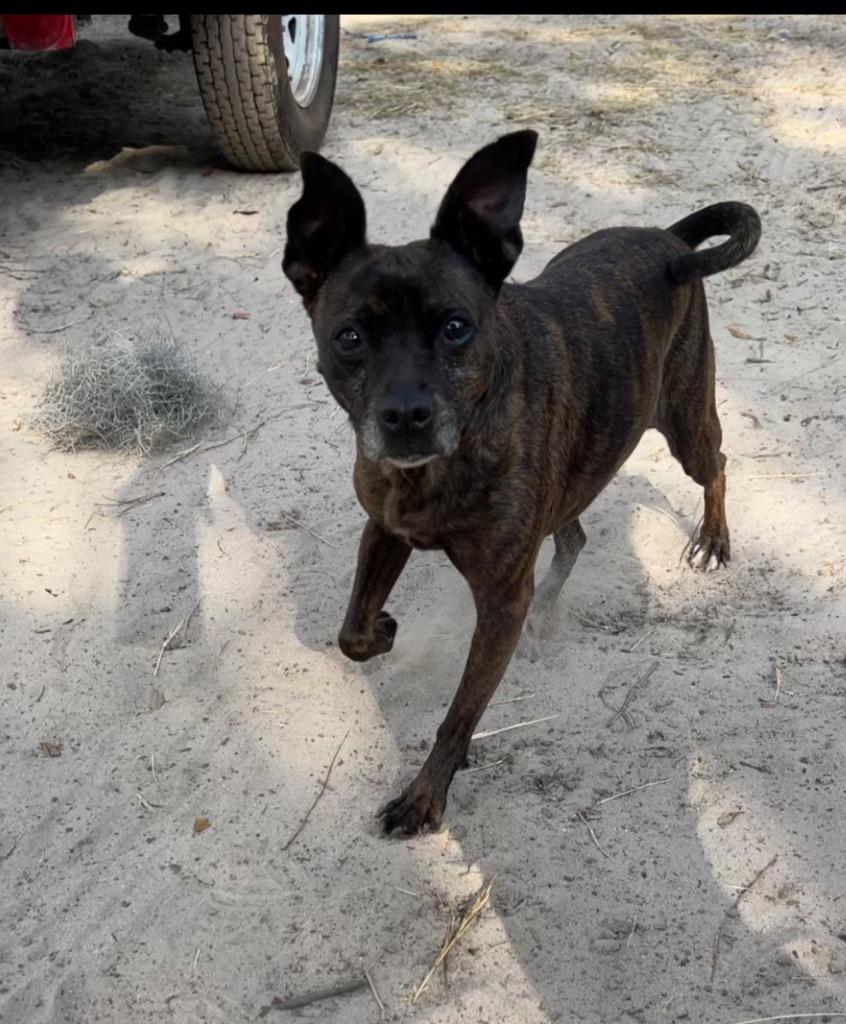 Enlarge Luda, a Adopted mixed breed in Waynesville, GA image 2/6