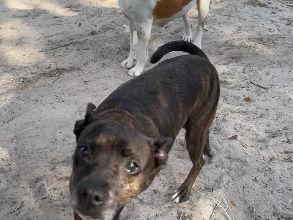 Enlarge Luda, a Adopted mixed breed in Waynesville, GA image 2/6