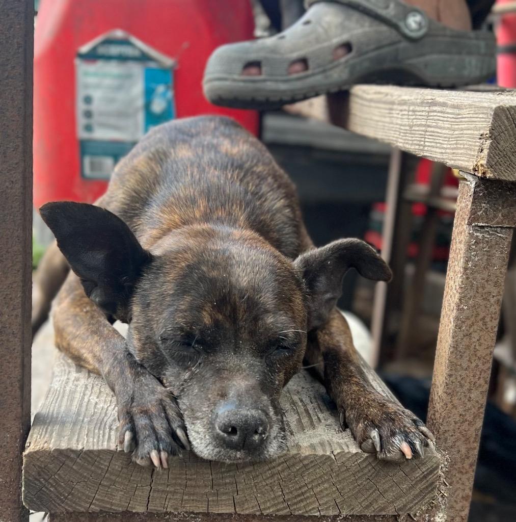 Enlarge Luda, a Adopted mixed breed in Waynesville, GA image 4/6