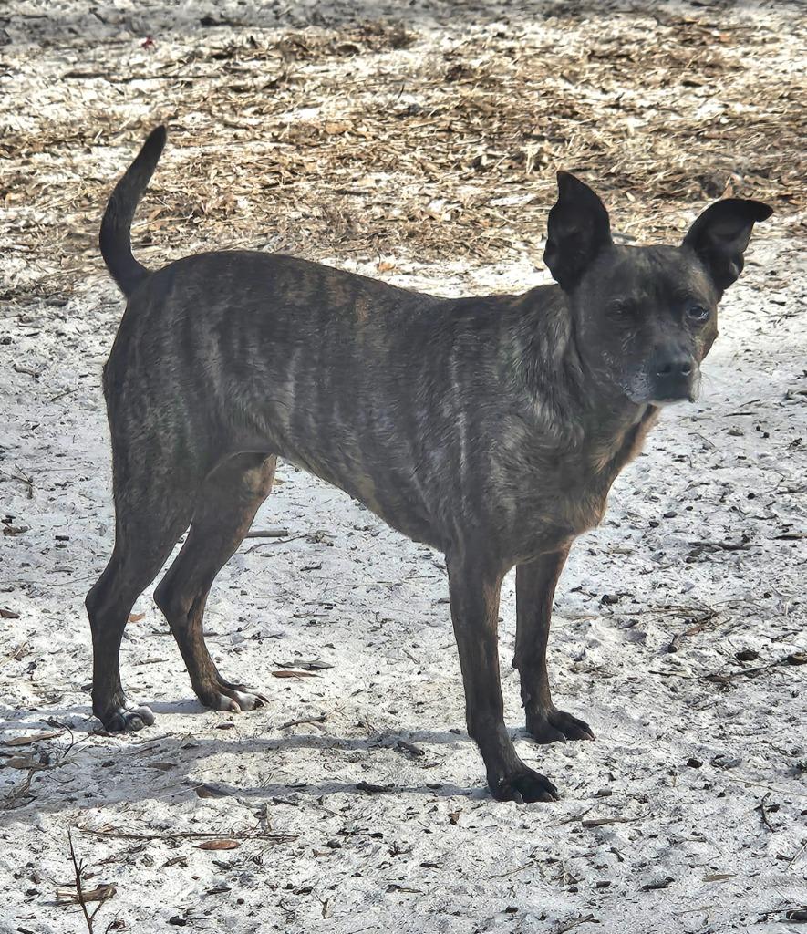 Enlarge Luda, a Adopted mixed breed in Waynesville, GA image 5/6