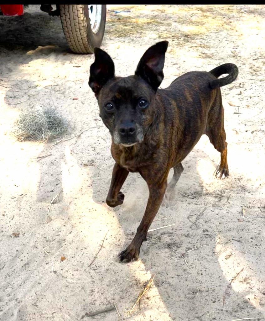 Enlarge Luda, a Adopted mixed breed in Waynesville, GA image 6/6