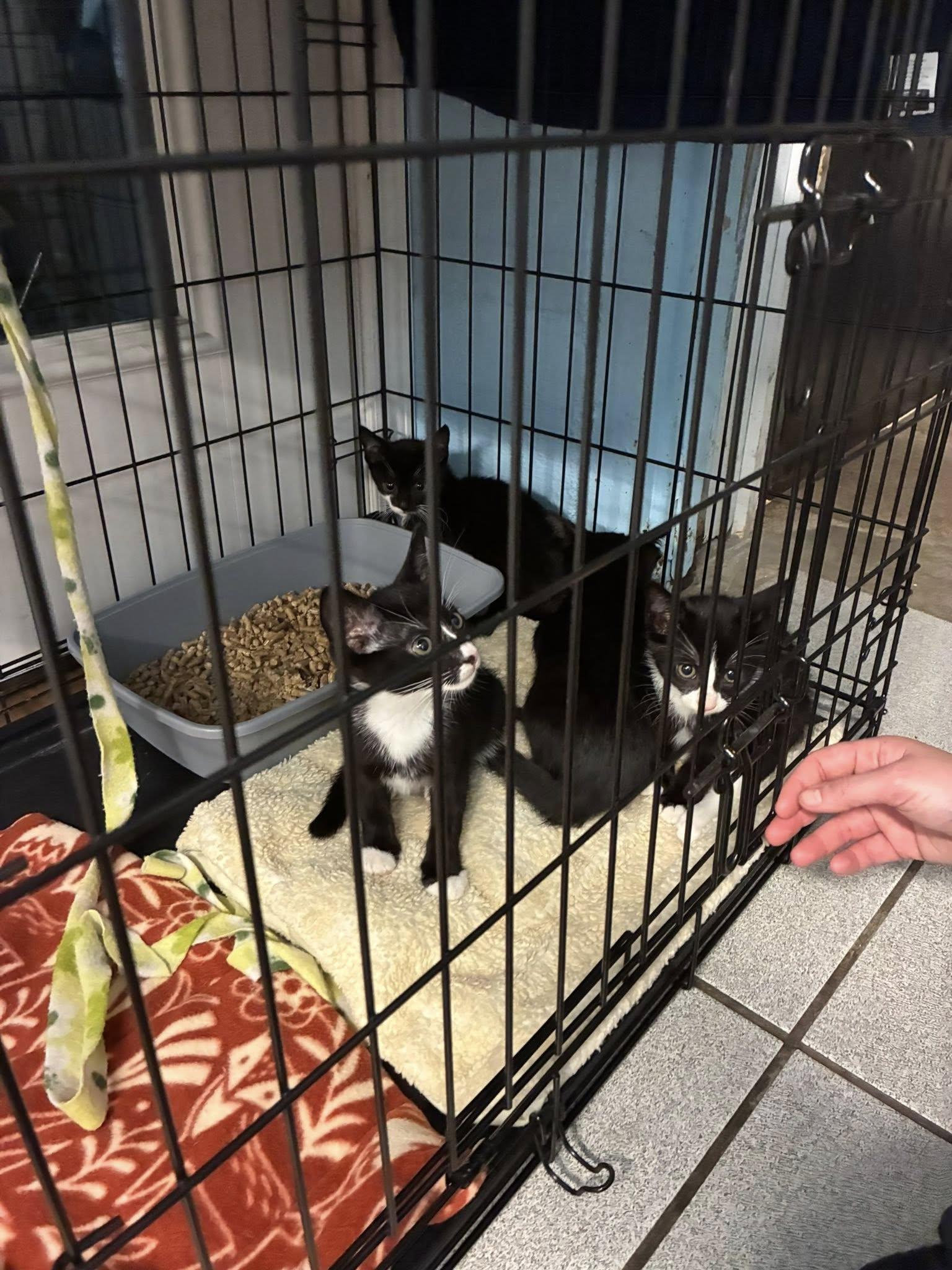 kittens- National Treasures nuggets- the Park kittens (mix of female and male), Adoptable, Kitten Female Domestic Short Hair.