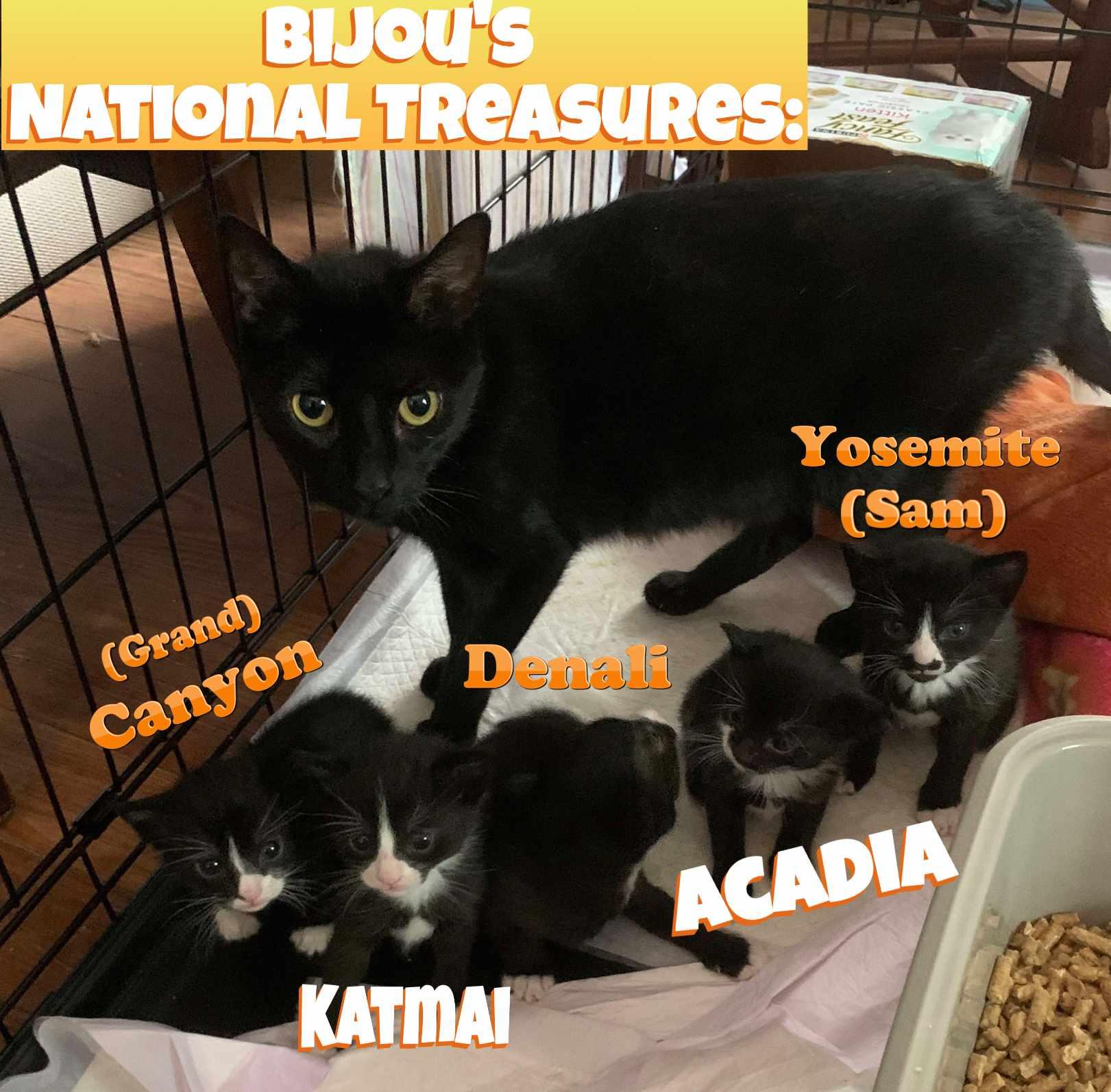 Enlarge kittens-  National Treasures nuggets- the Park kittens (mix of female and male), a Adoptable Domestic Short Hair in Lake Hopatcong, NJ image 2/2