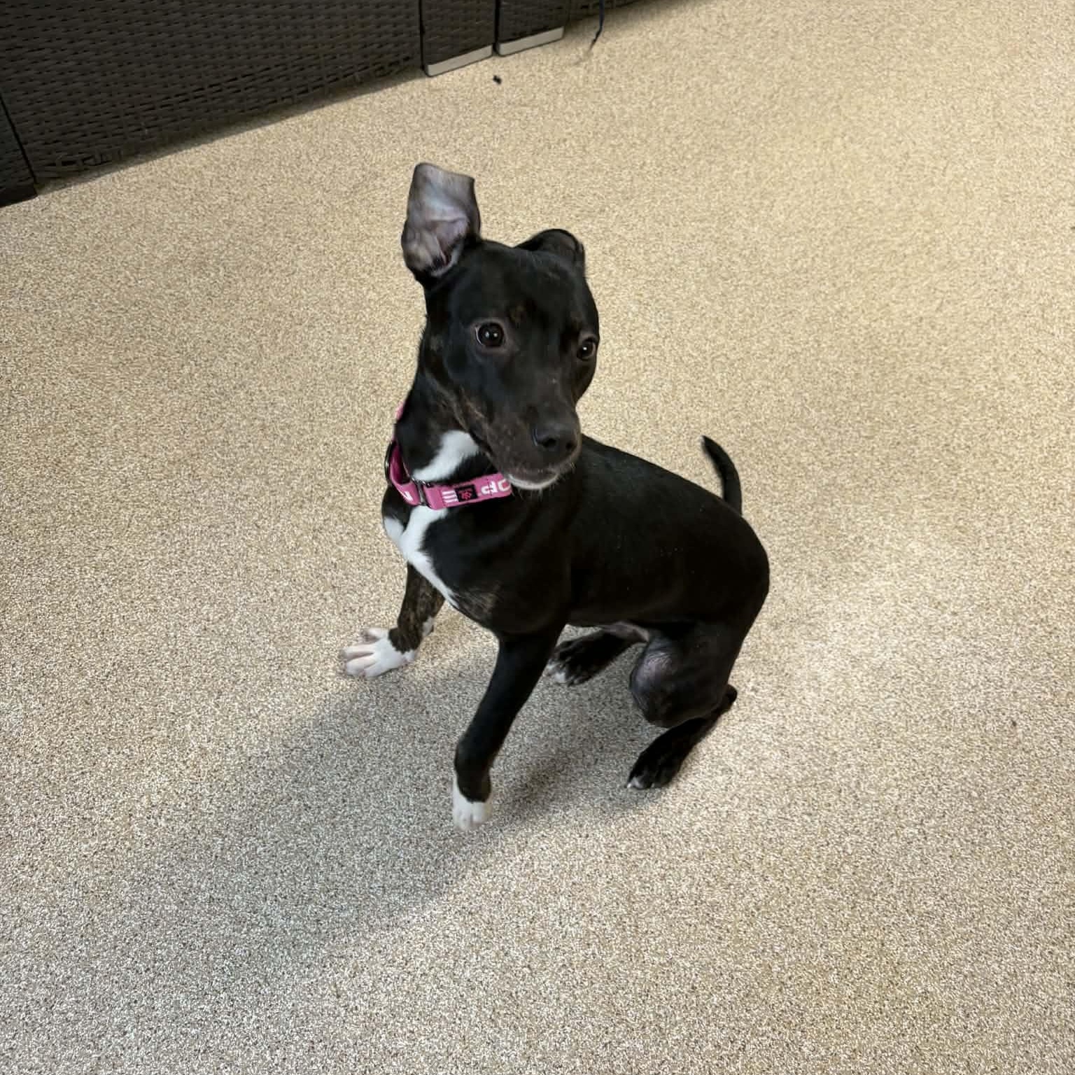 Enlarge Amor, a ADOPTABLE mixed breed in Sunderland, MD image 3/6