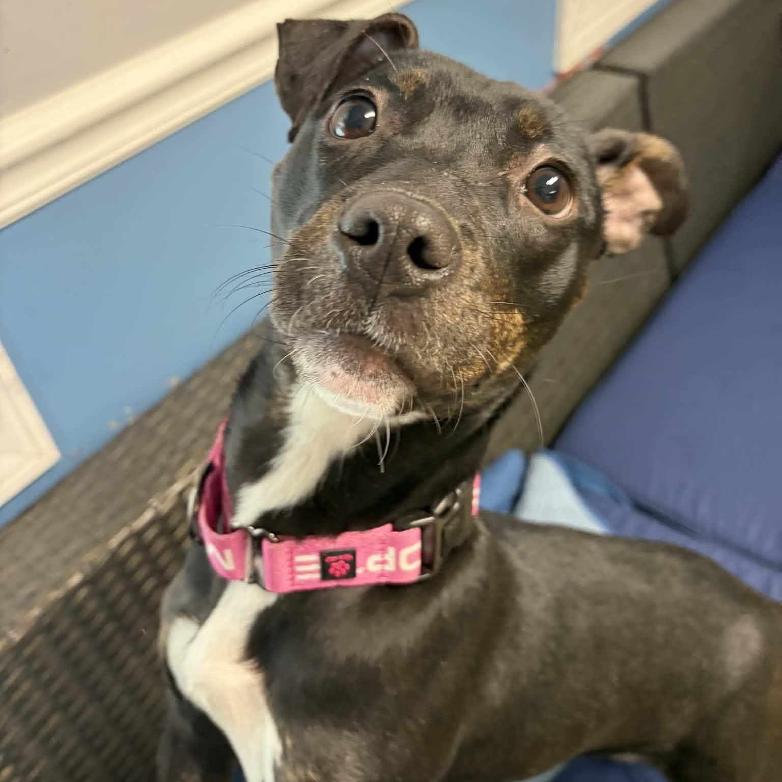 Enlarge Amor, a ADOPTABLE mixed breed in Sunderland, MD image 5/6