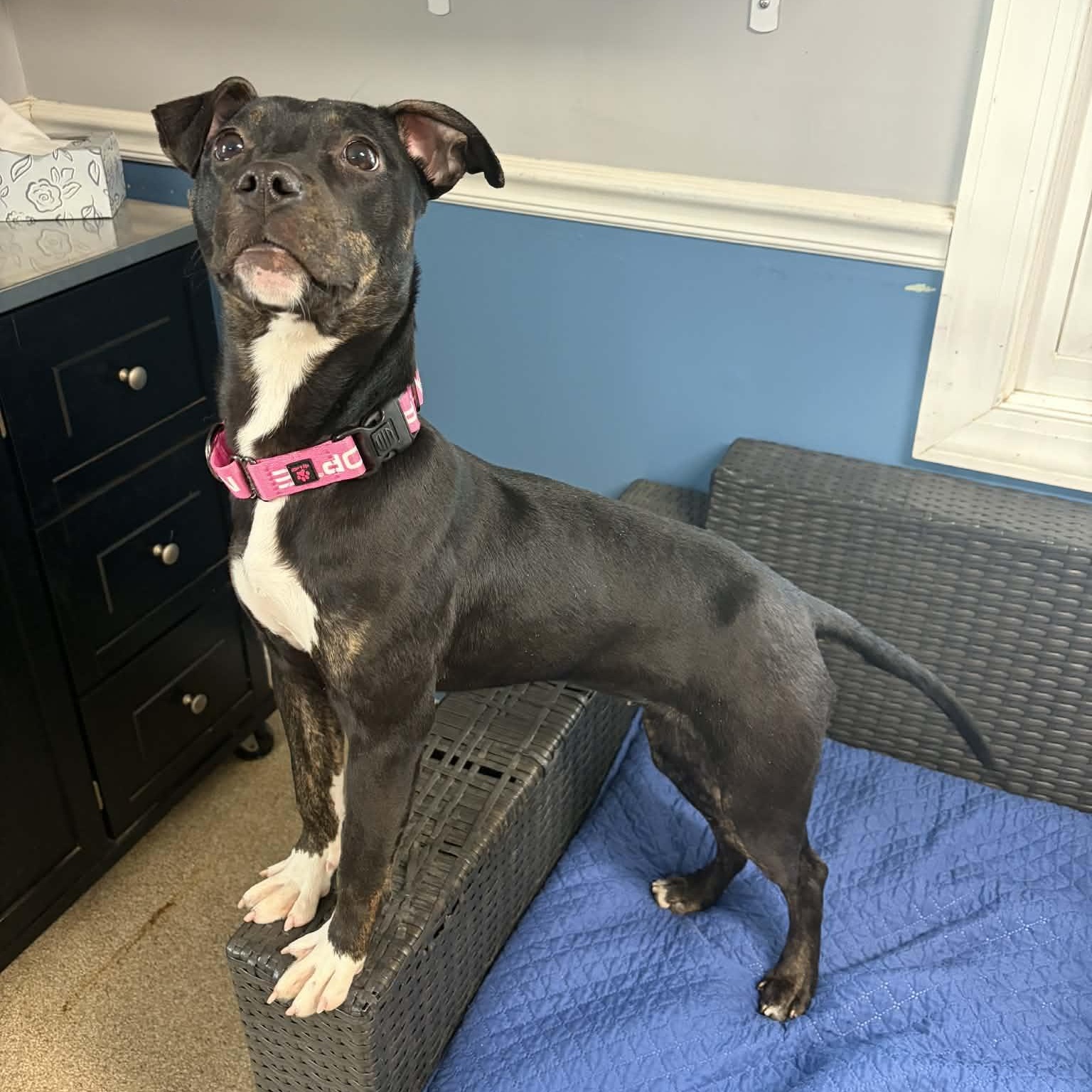 Enlarge Amor, a ADOPTABLE mixed breed in Sunderland, MD image 2/6