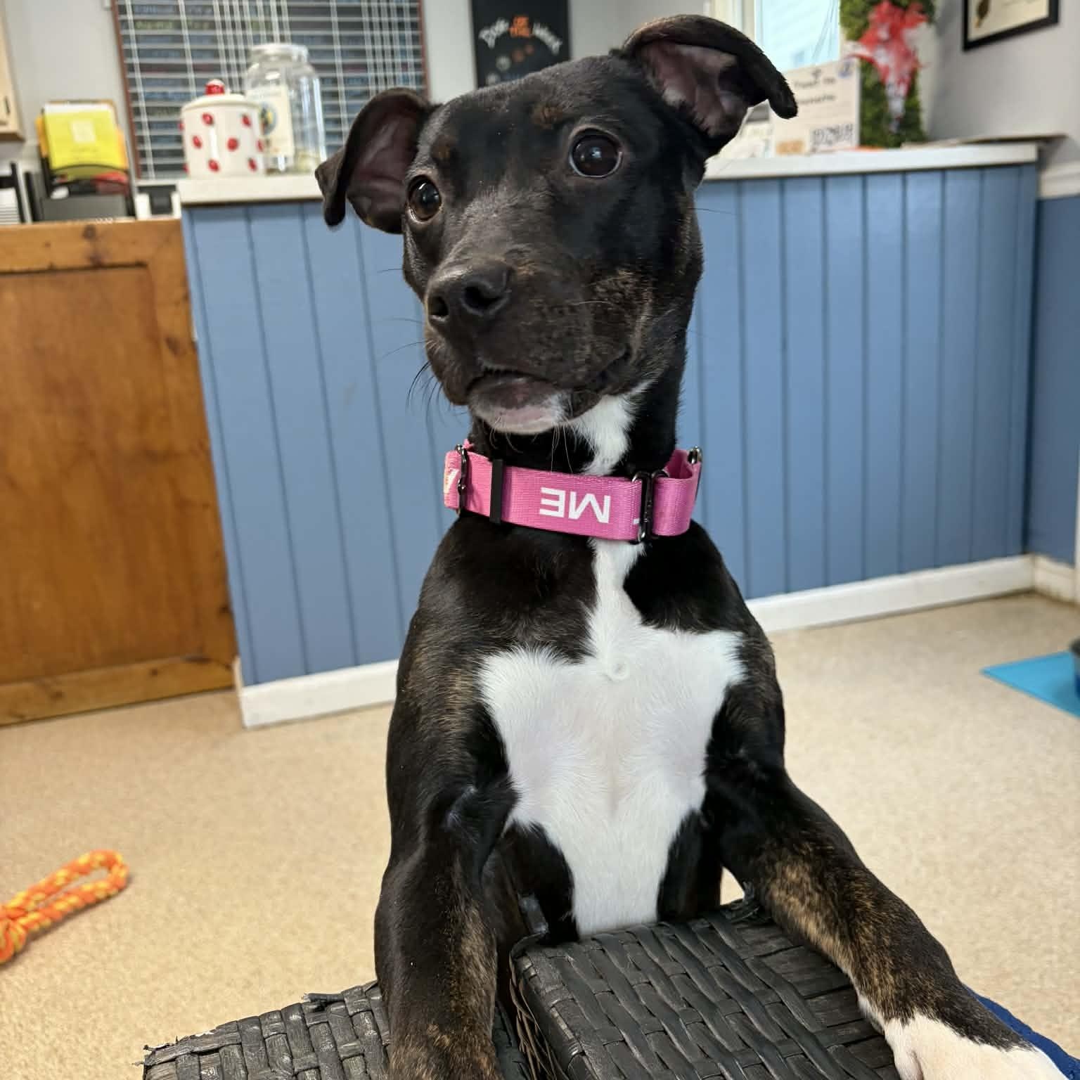 Enlarge Amor, a ADOPTABLE mixed breed in Sunderland, MD image 6/6