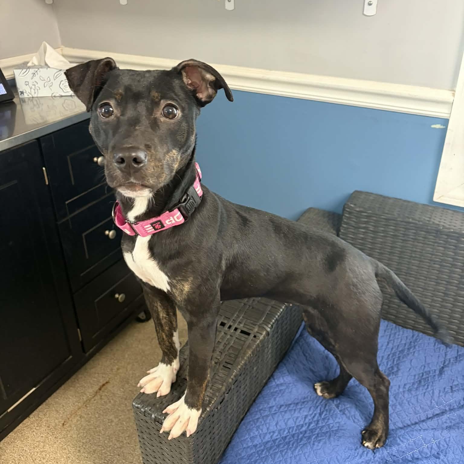 Enlarge Amor, a ADOPTABLE mixed breed in Sunderland, MD image 1/6