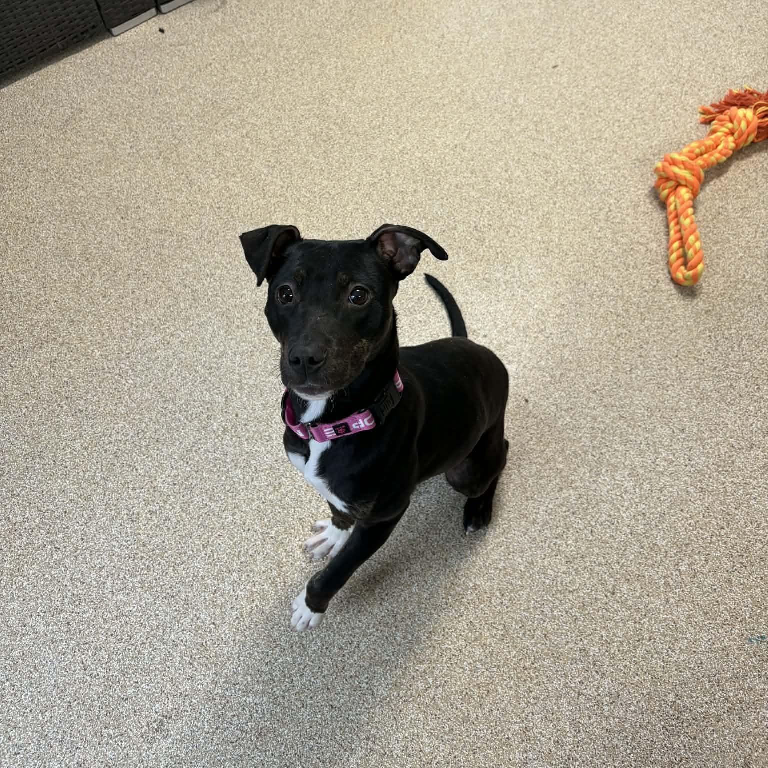 Enlarge Amor, a ADOPTABLE mixed breed in Sunderland, MD image 4/6