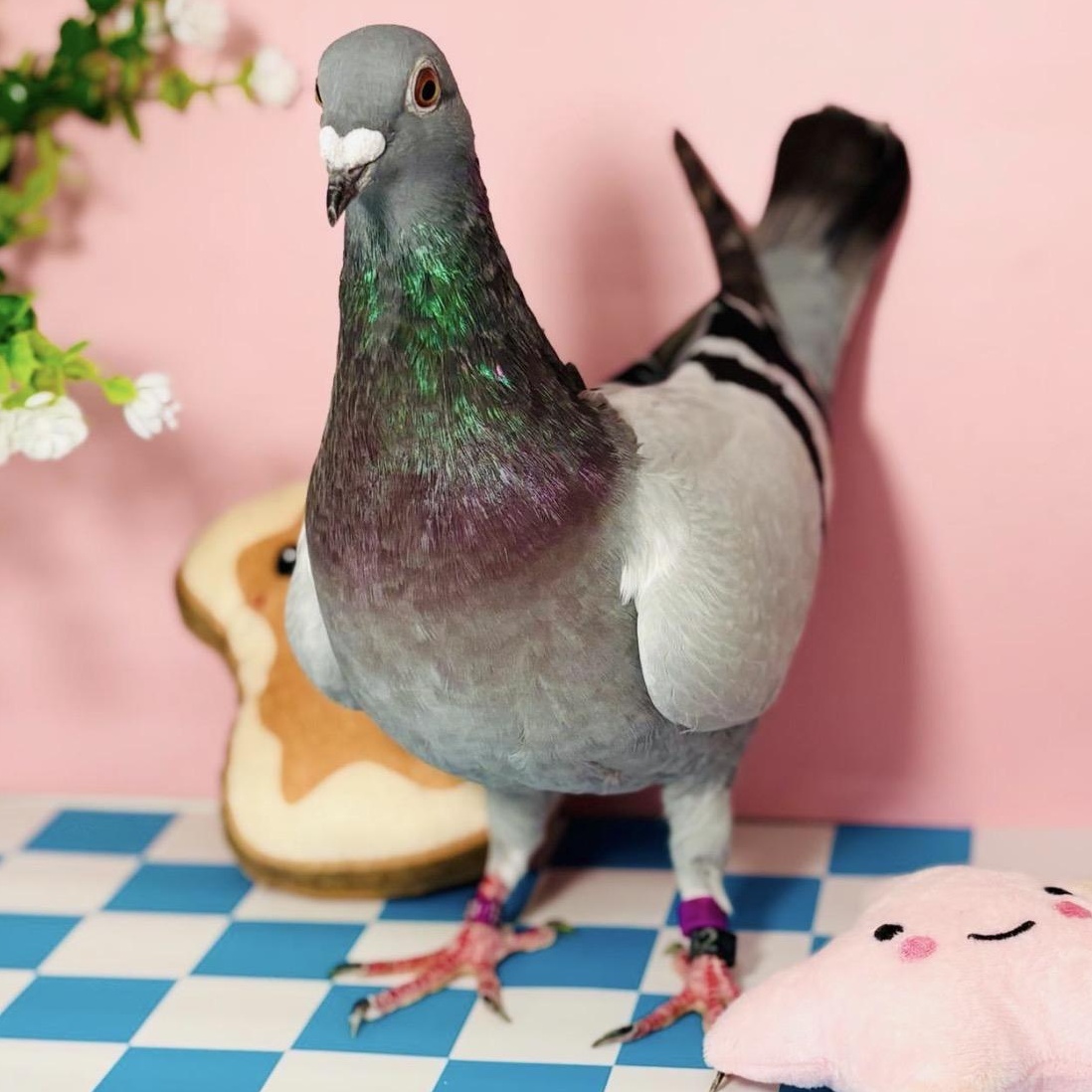 Enlarge Sourdough, a ADOPTABLE Pigeon in Chicago, IL image 2/4