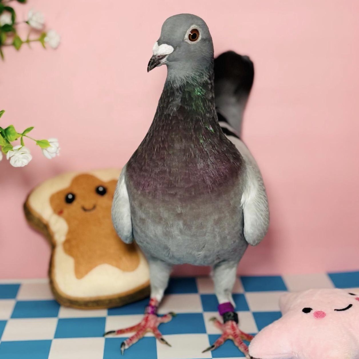 Enlarge Sourdough, a ADOPTABLE Pigeon in Chicago, IL image 3/4