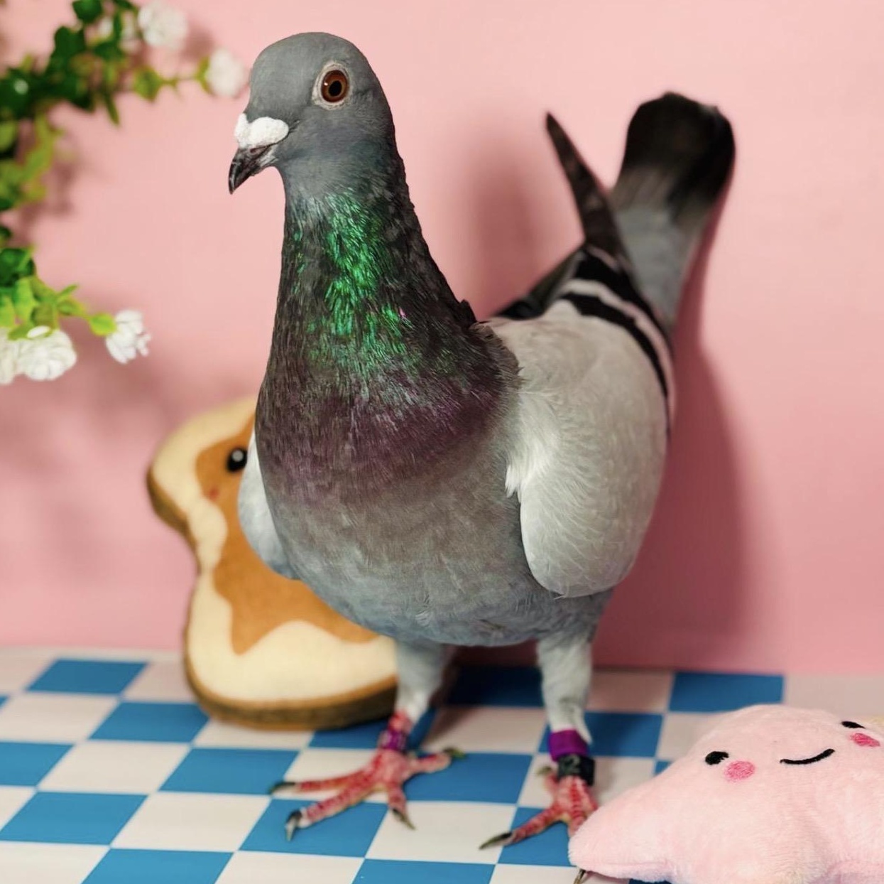 Enlarge Sourdough, a ADOPTABLE Pigeon in Chicago, IL image 4/4