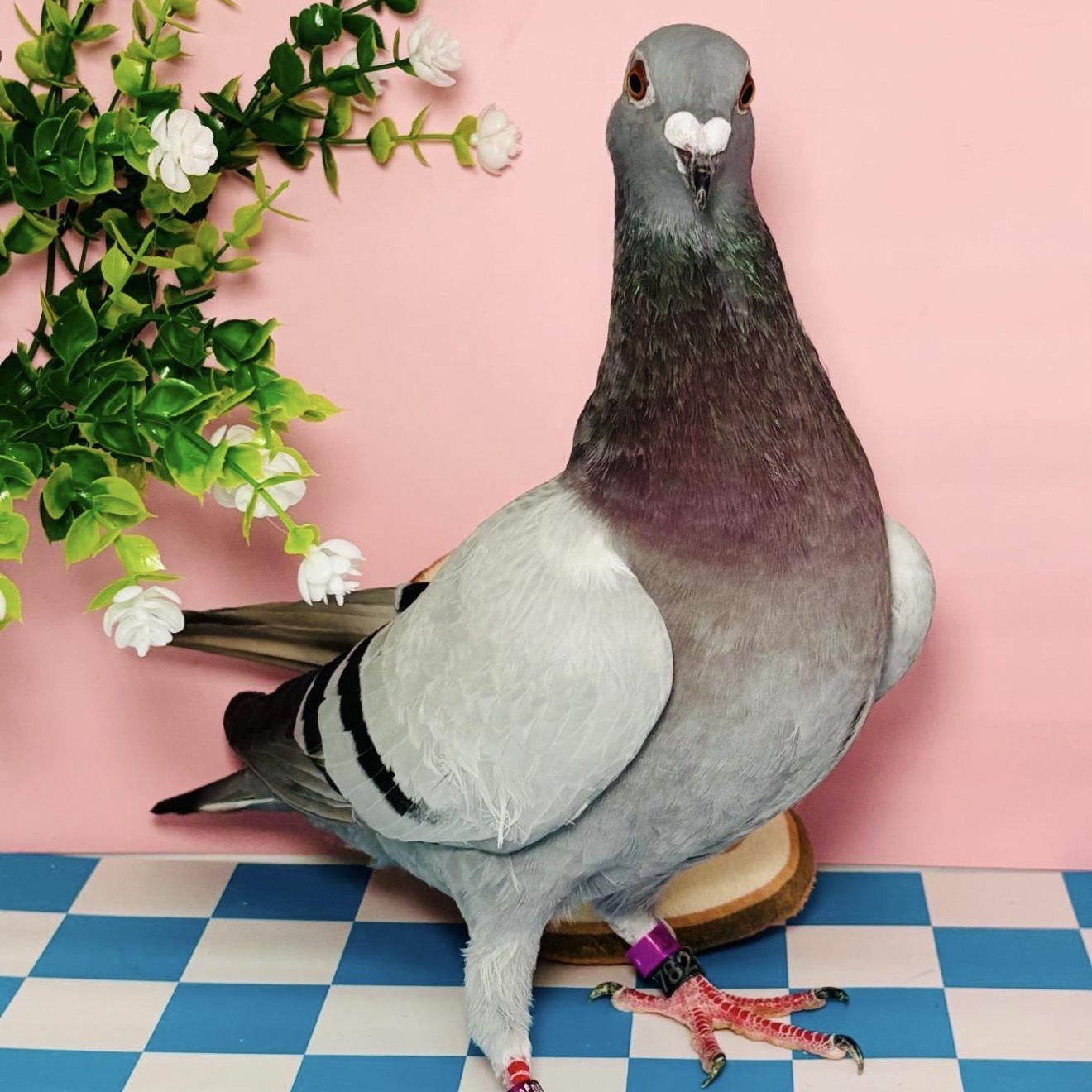 Sourdough, ADOPTABLE, Adult Unknown Pigeon.