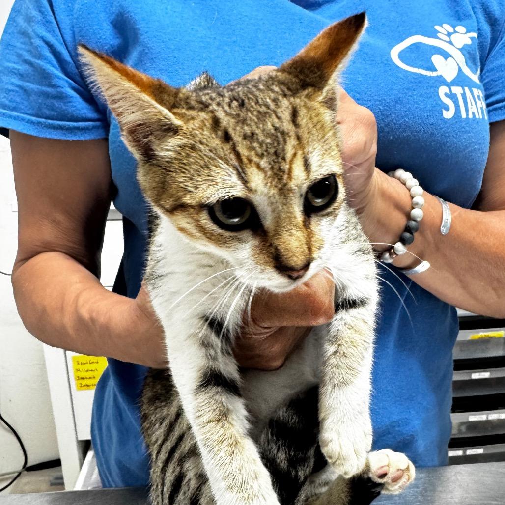 Moe, Adoptable, Kitten Male Domestic Short Hair.