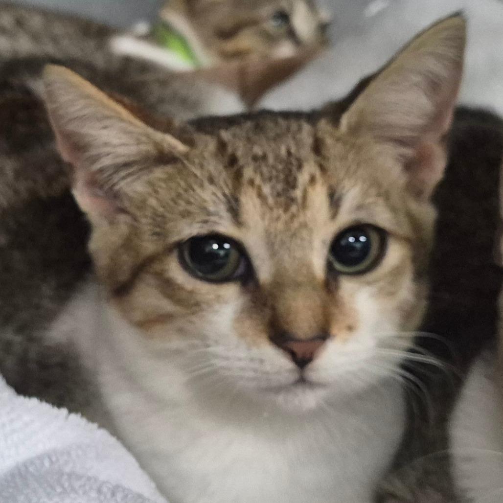 Enlarge Moe, a Adoptable Domestic Short Hair in Vieques, PR image 2/2