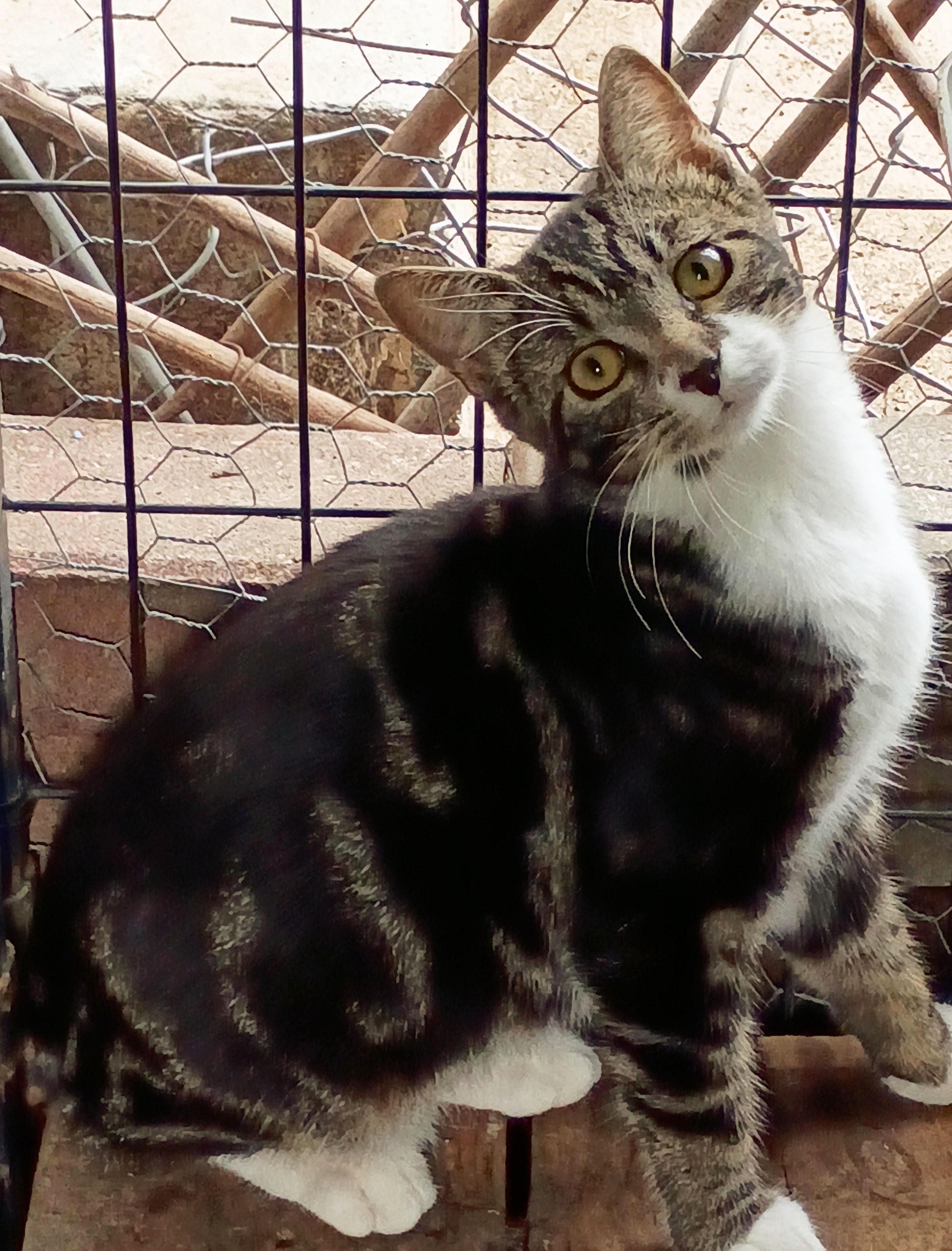 Enlarge Missy *Courtesy Post, a Adoptable Domestic Short Hair in Manhattan, KS image 1/1