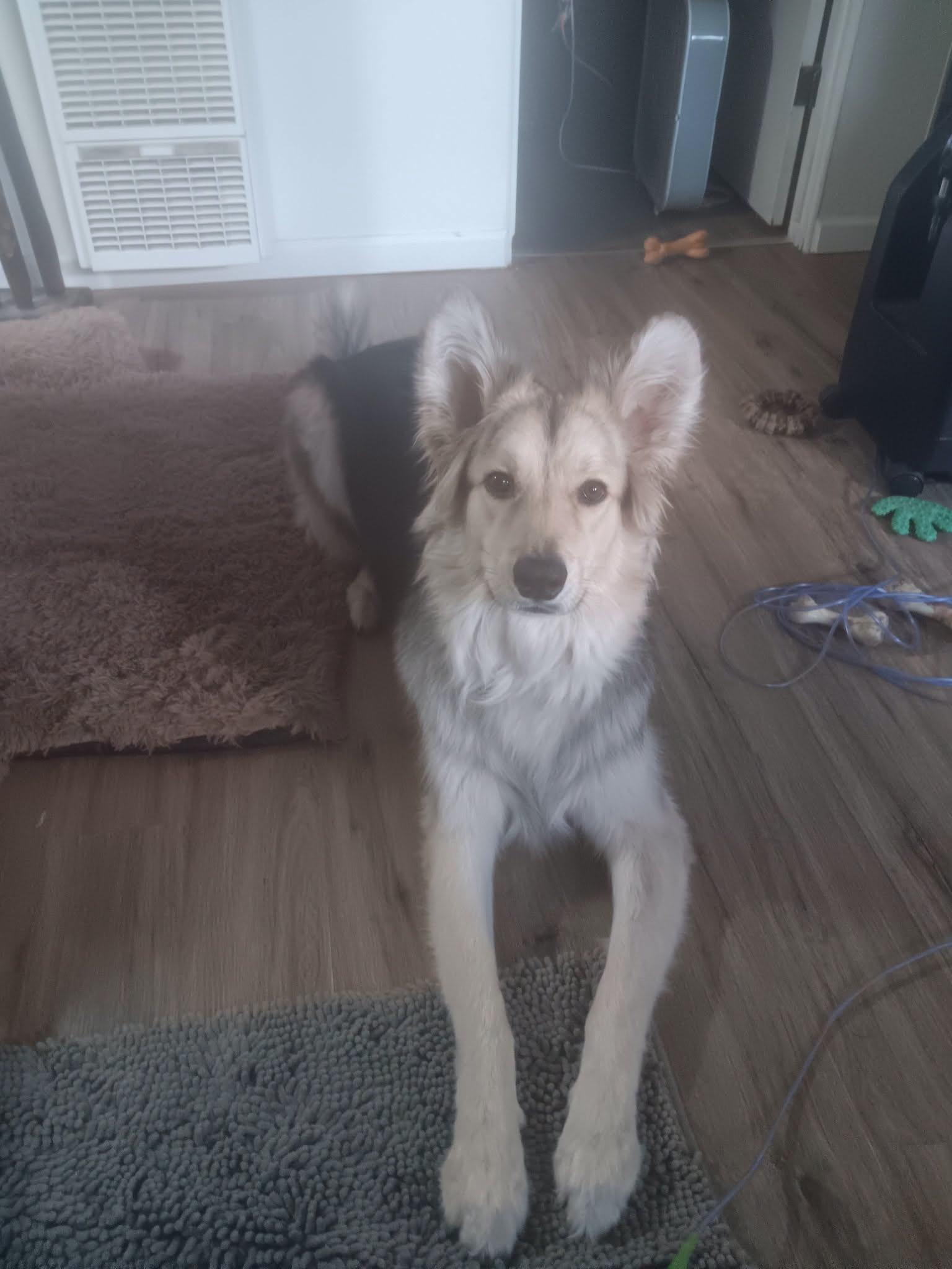 Dog, ADOPTABLE, Adult Female German Shepherd Dog & Husky.
