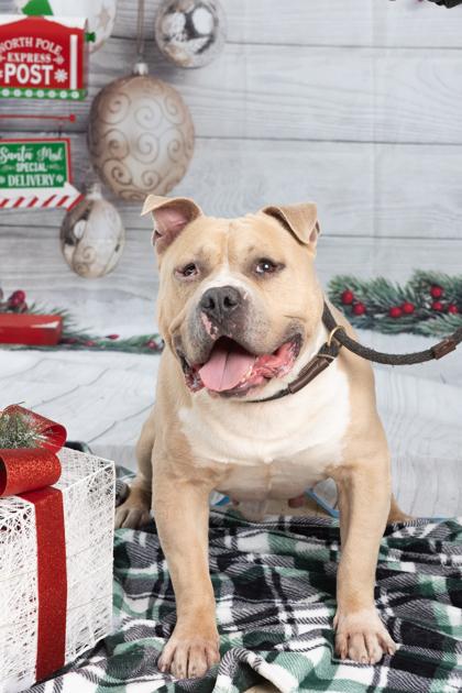 Zizi, Adoptable, Senior Male American Bully.