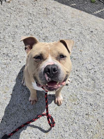 Enlarge Zizi, a Adoptable American Bully in Philadelphia, PA image 2/4