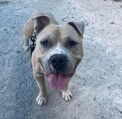 Enlarge Zizi, a Adoptable American Bully in Philadelphia, PA image 3/4