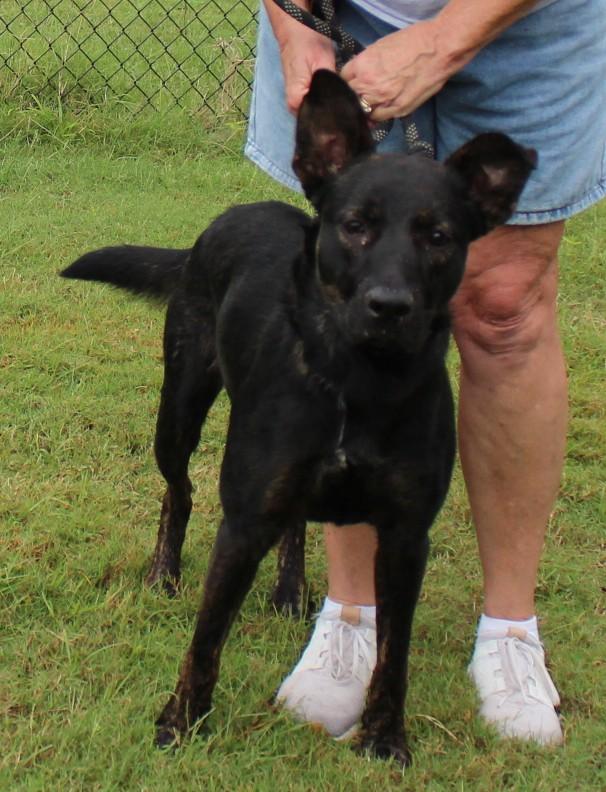 JACK, Adoptable, Young Male Shepherd.