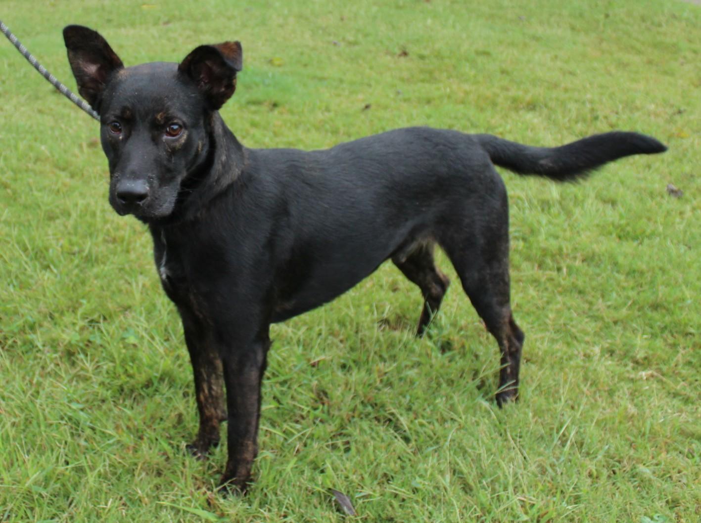 JACK, a Adoptable mixed breed in Claremore, OK image 2/2