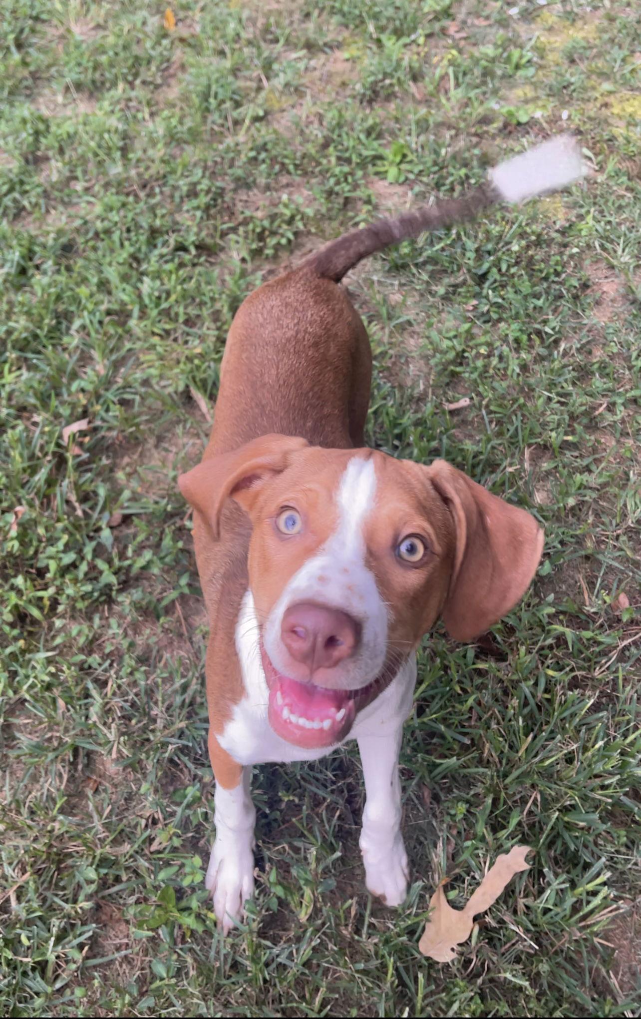 Foster Home Needed For Howie!!!, a Adopted mixed breed in Acworth, GA image 1/3