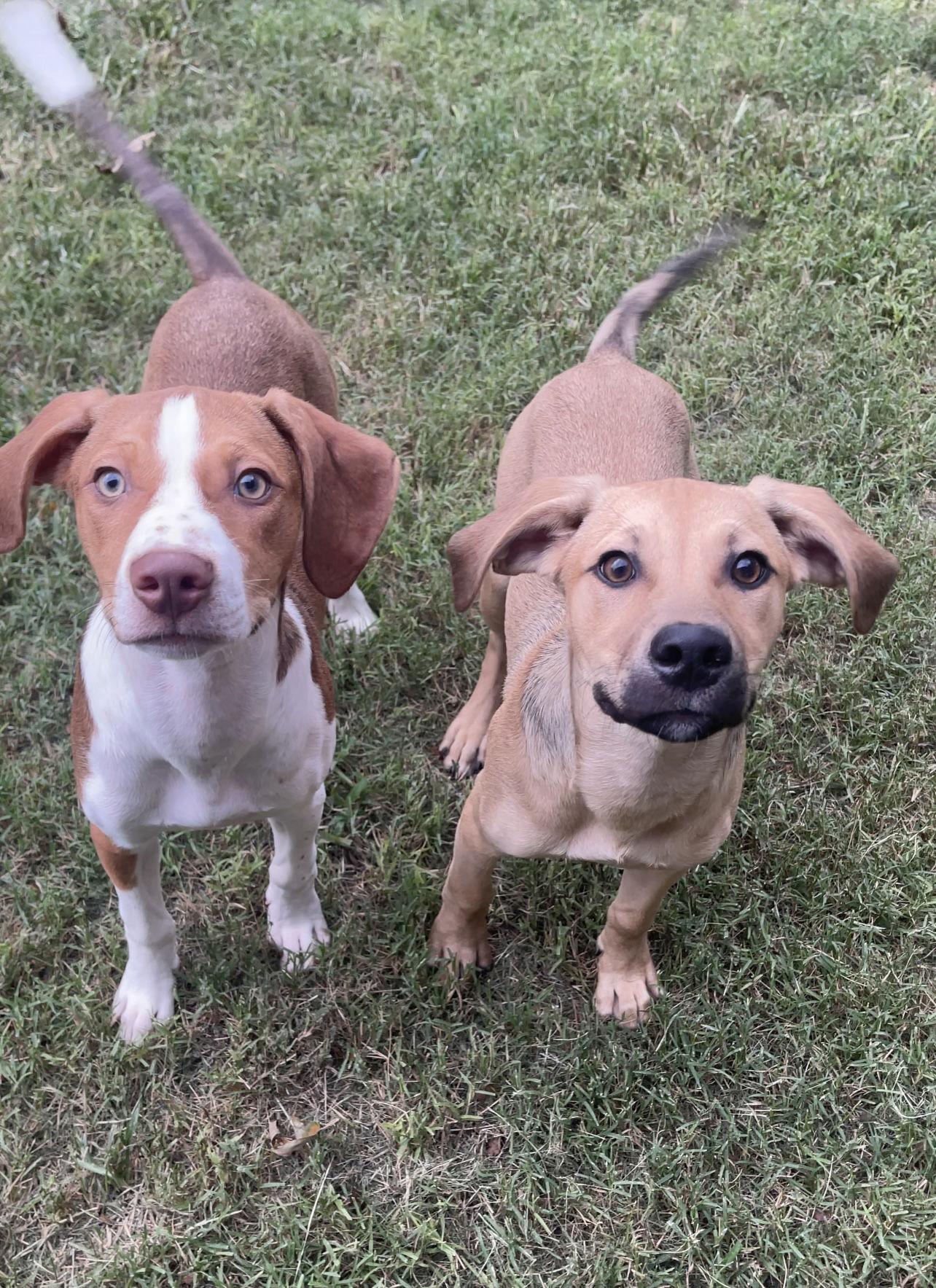 Foster Home Needed For Howie!!!, a Adopted mixed breed in Acworth, GA image 2/3