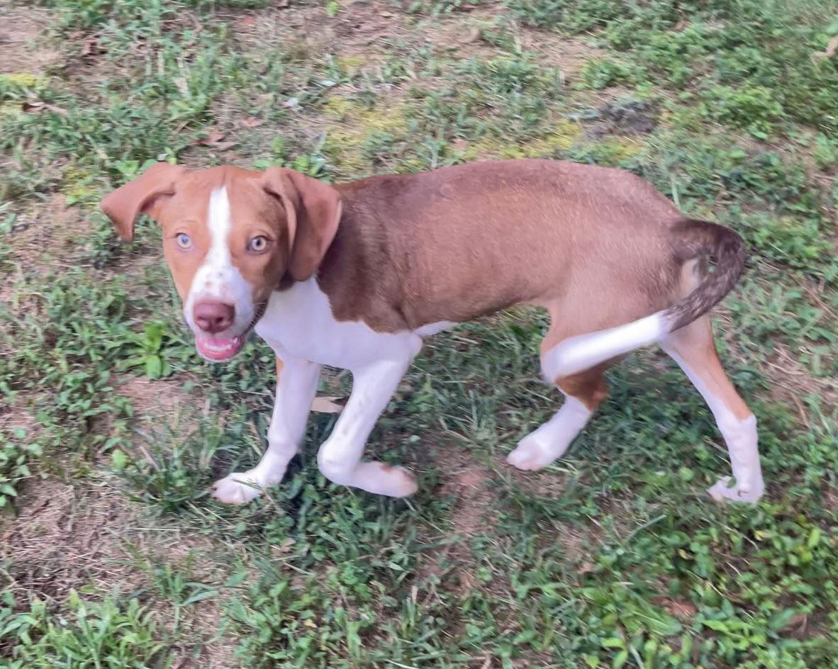 Foster Home Needed For Howie!!!, a Adopted mixed breed in Acworth, GA image 3/3