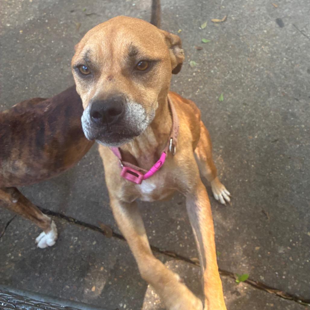 Lacey, Adoptable, Adult Female Terrier & Mixed Breed.