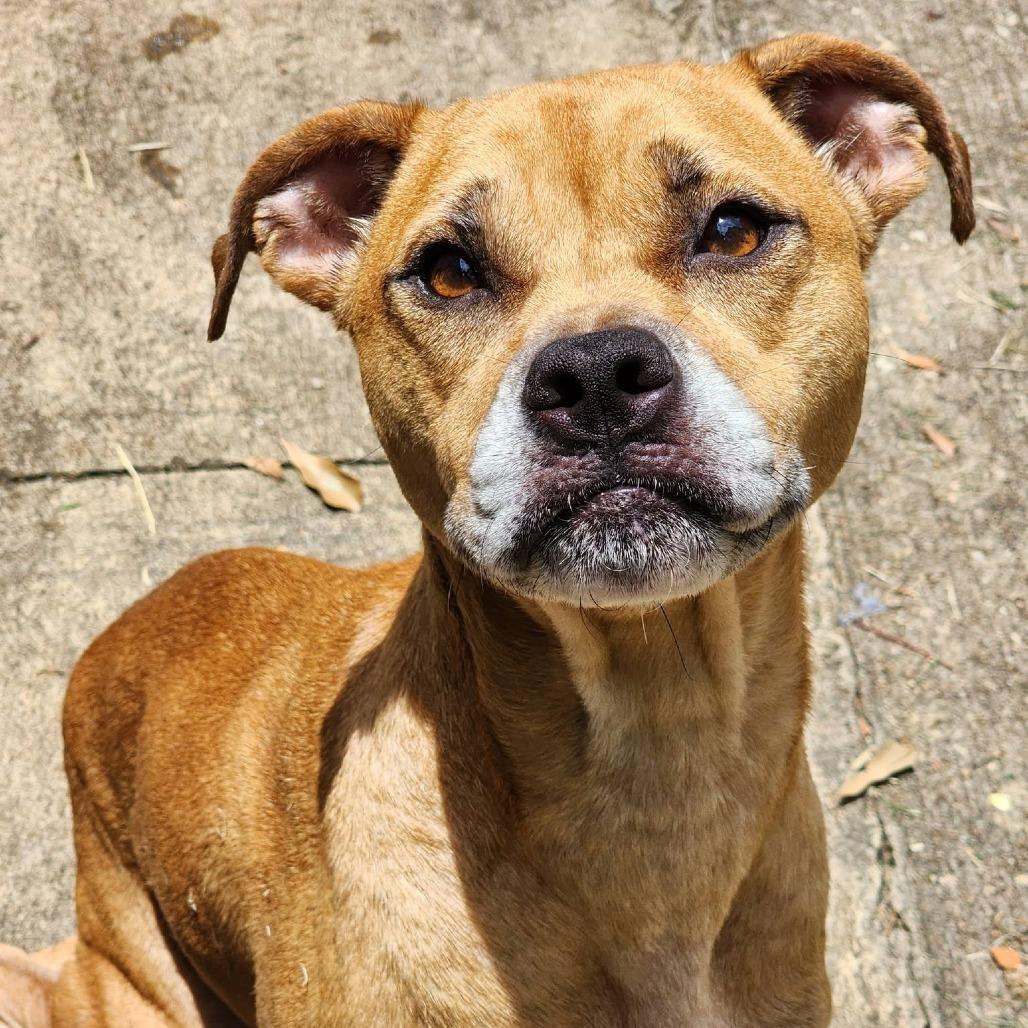 Enlarge Lacey, a Adoptable mixed breed in Montgomery, AL image 2/2