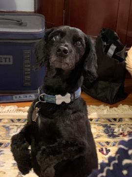 Riley - Courtesy Post, a ADOPTABLE mixed breed in Medfield, MA image 3/3