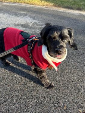 Riley - Courtesy Post, a ADOPTABLE mixed breed in Medfield, MA image 1/3