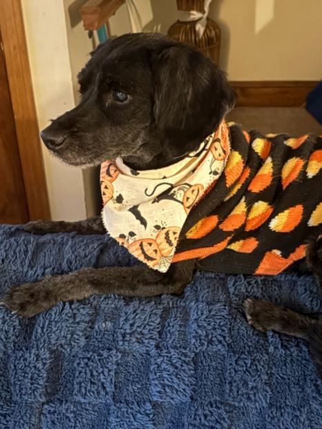 Riley - Courtesy Post, a ADOPTABLE mixed breed in Medfield, MA image 2/3