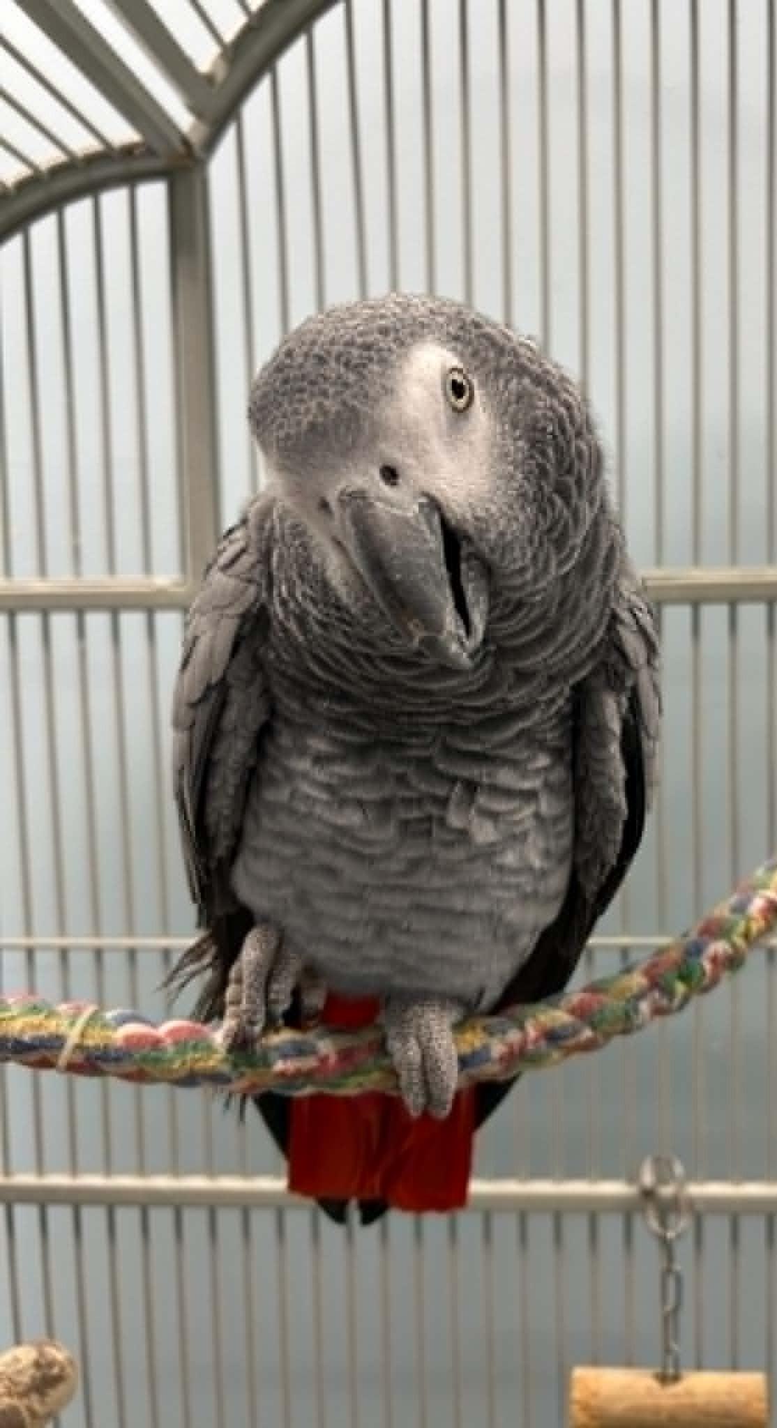 Enlarge Ozzy, an adopted African Grey in Wakefield, RI image 3/3