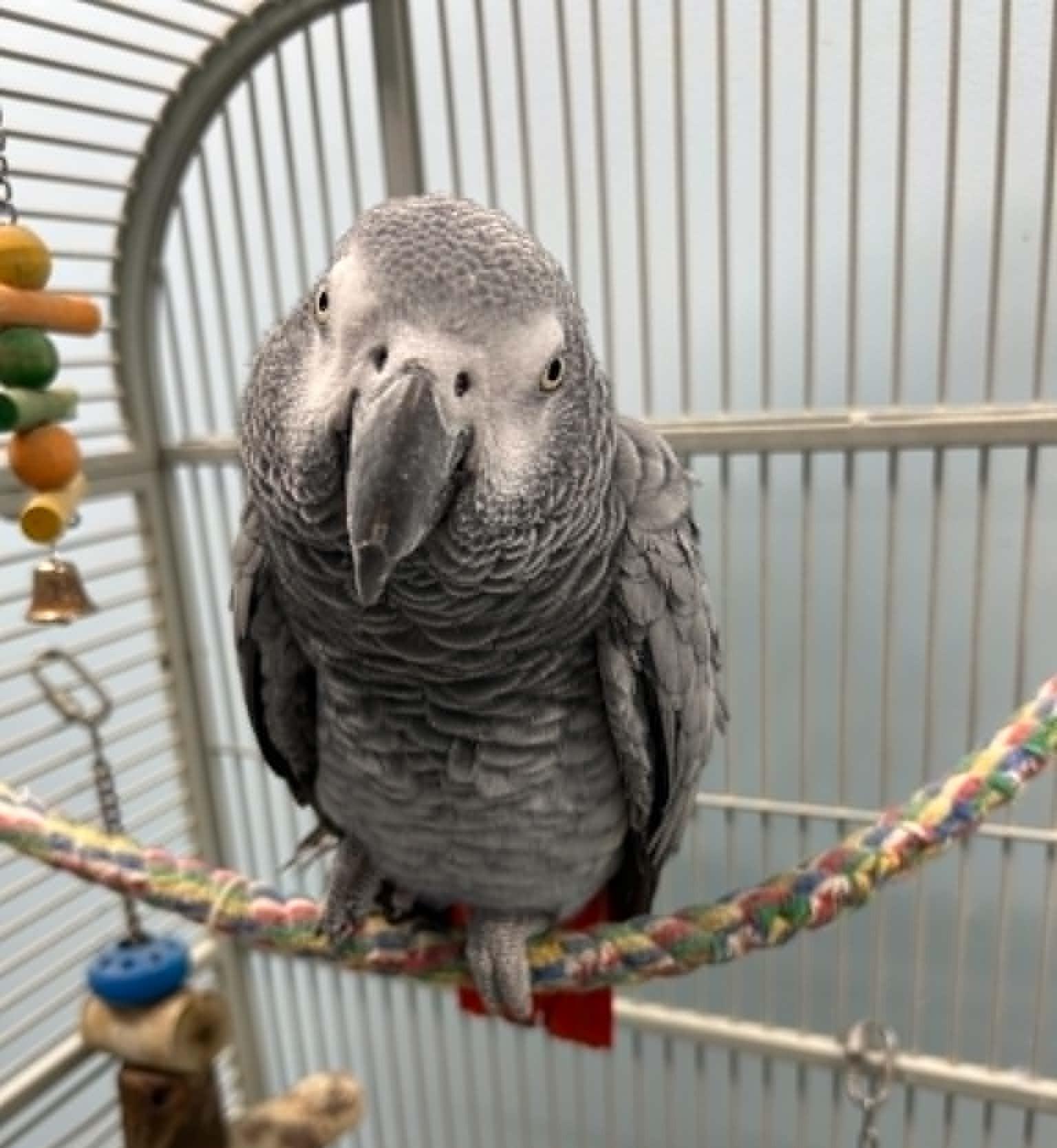 Enlarge Ozzy, an adopted African Grey in Wakefield, RI image 2/3