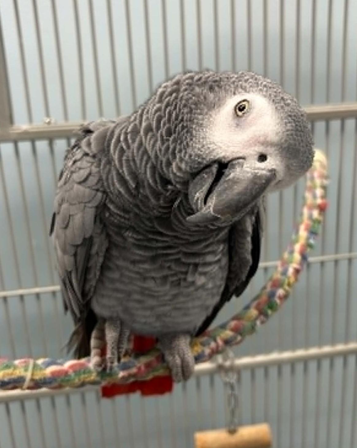 Ozzy, adopted, Adult Female African Grey.