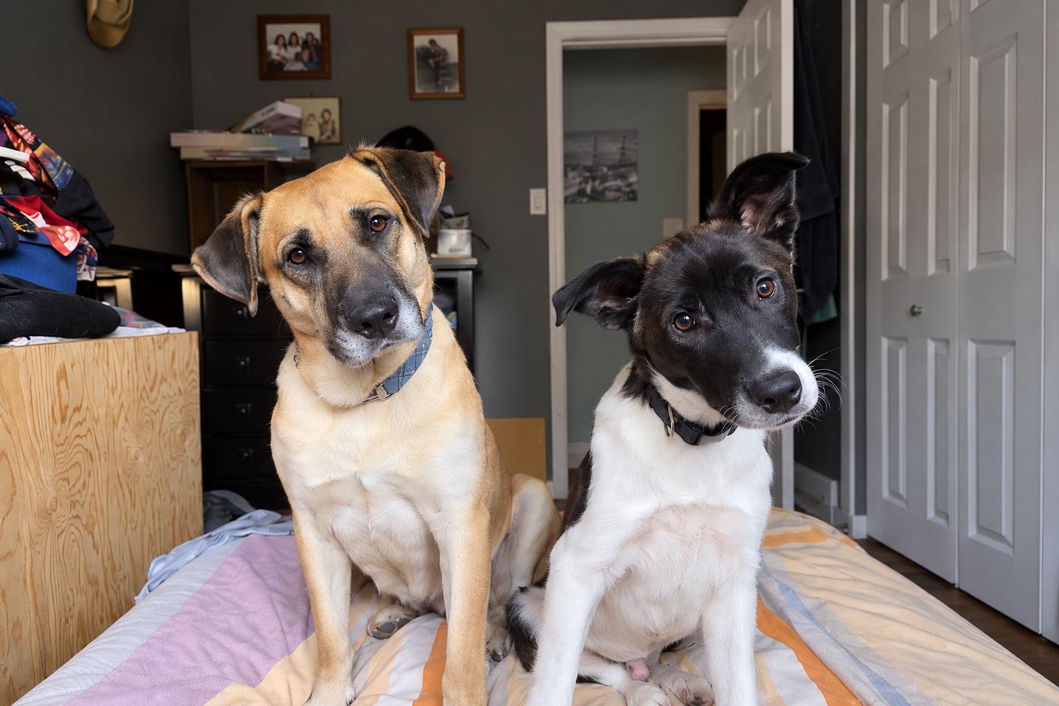 Enlarge RAPHAEL, a Adoptable mixed breed in Thornhill, ON image 3/3