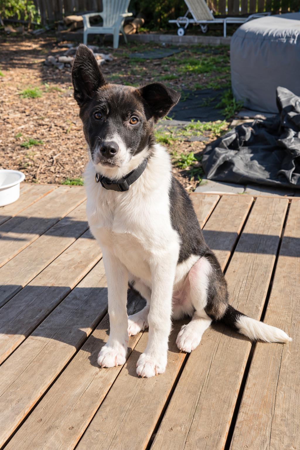 RAPHAEL, Adoptable, Puppy Male Border Collie.