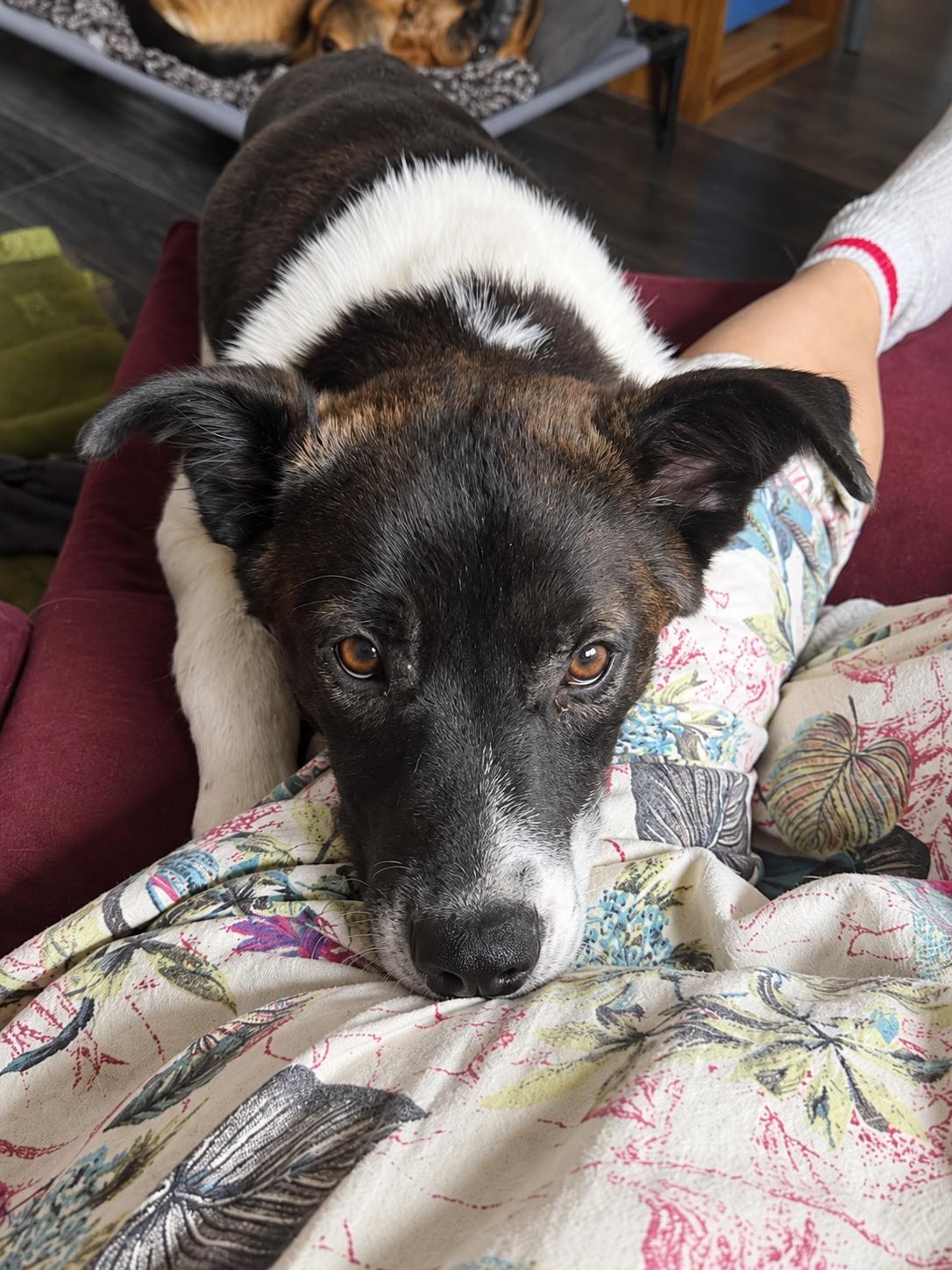 Enlarge RAPHAEL, a Adoptable mixed breed in Thornhill, ON image 2/3