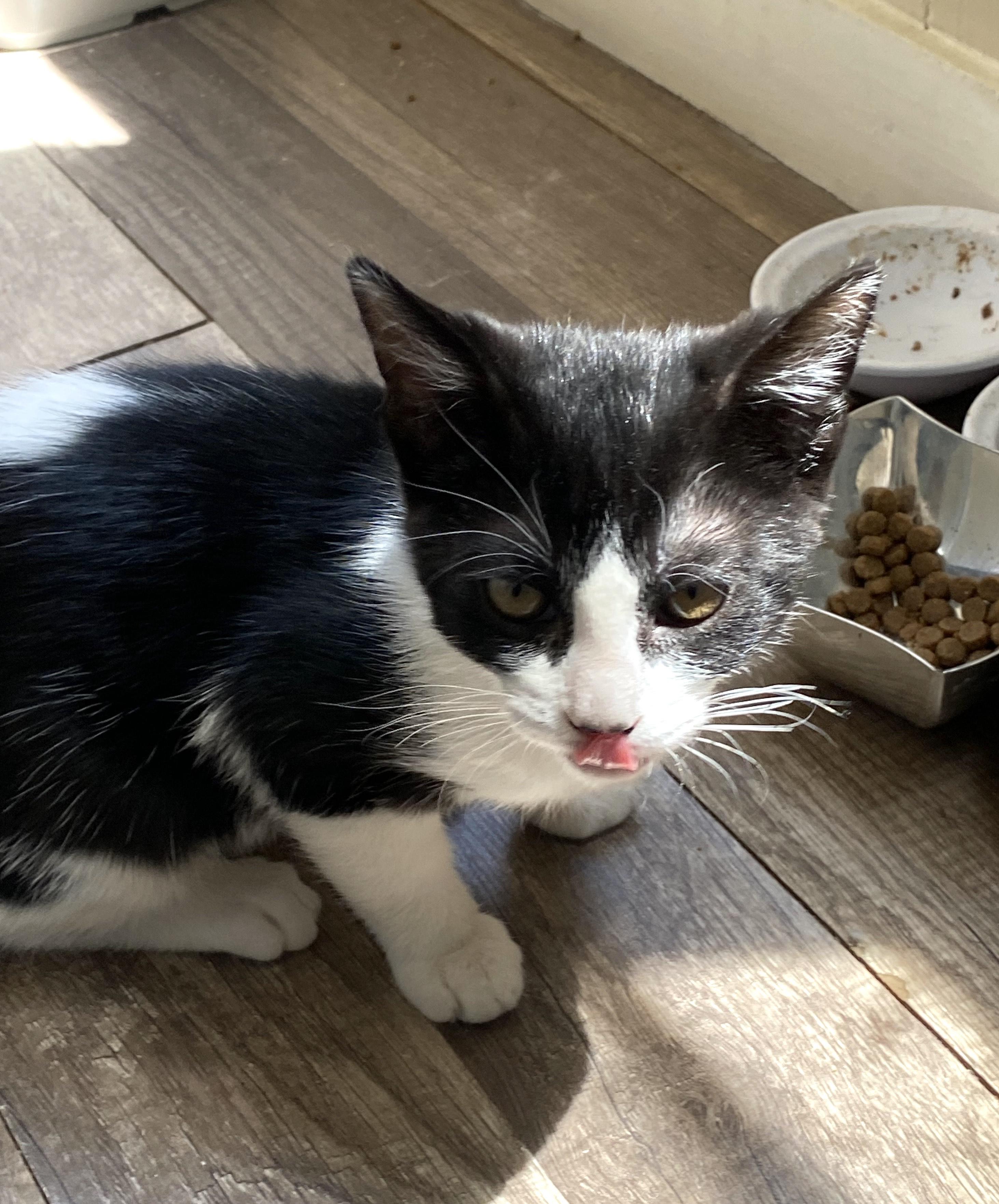 Félix (5), an adoptable Domestic Short Hair in Mexicali, BCN, 21280 | Photo Image 2