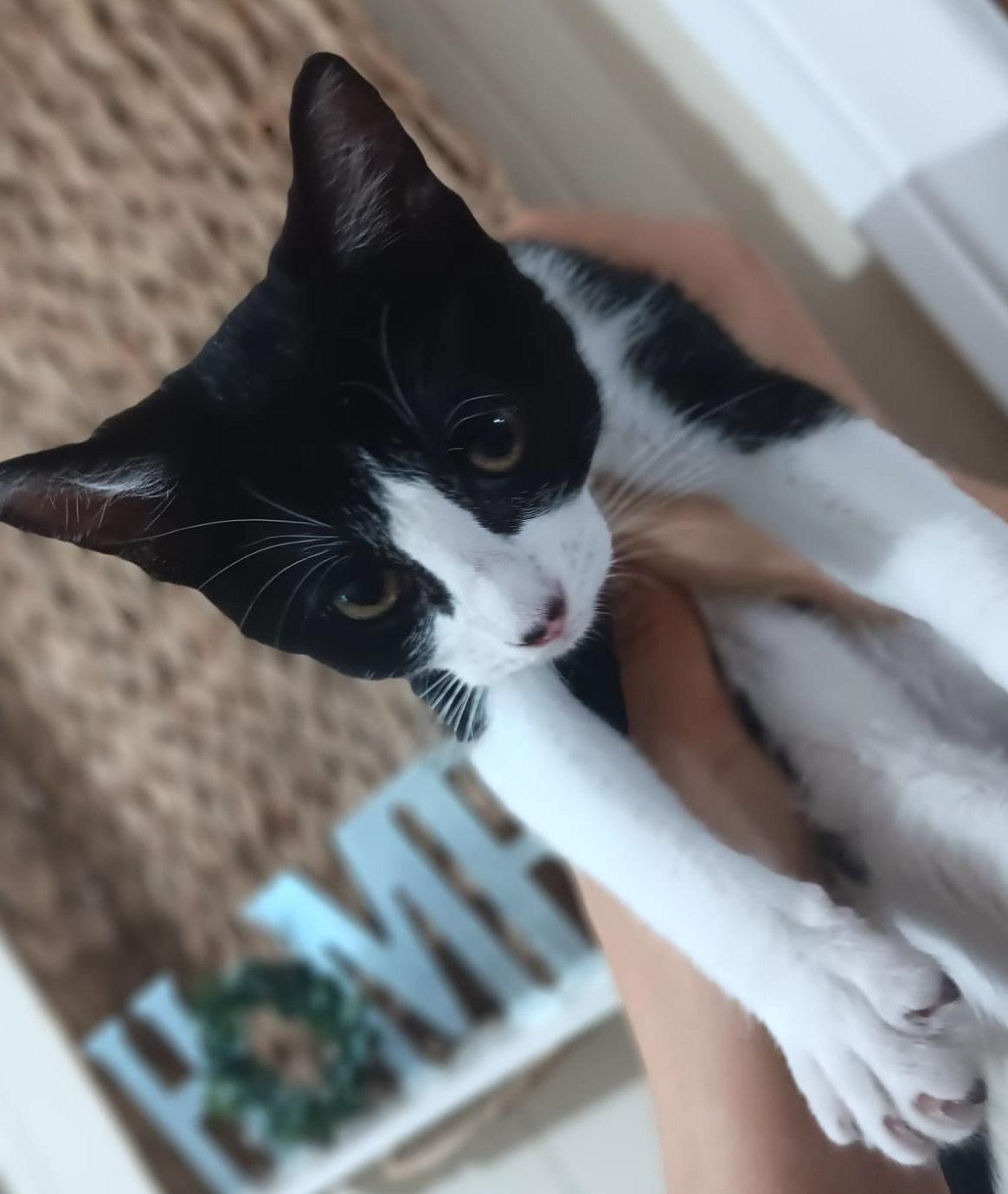 Félix (5), an adoptable Domestic Short Hair in Mexicali, BCN, 21280 | Photo Image 3